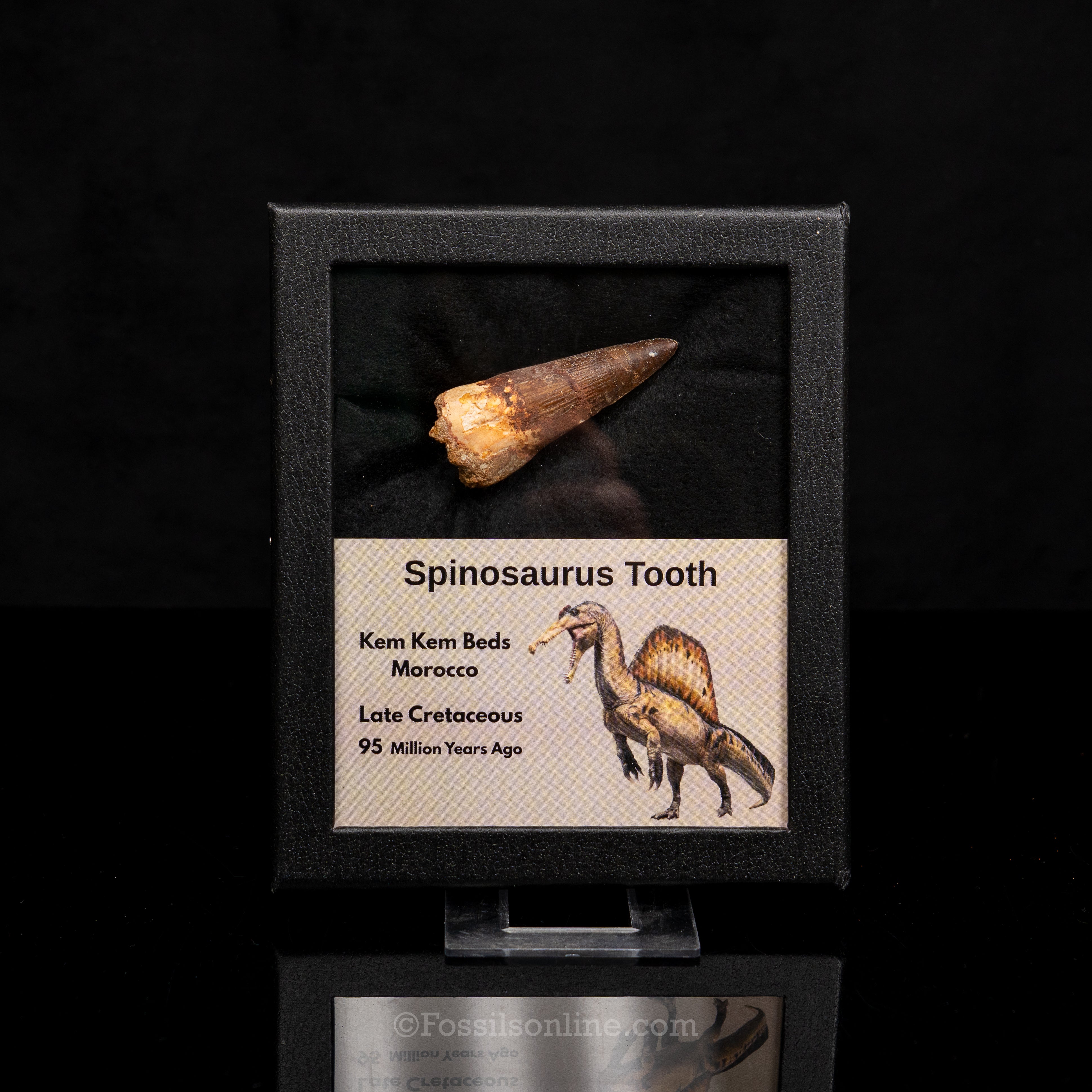 Spinosaurus Dinosaur Tooth Med Case