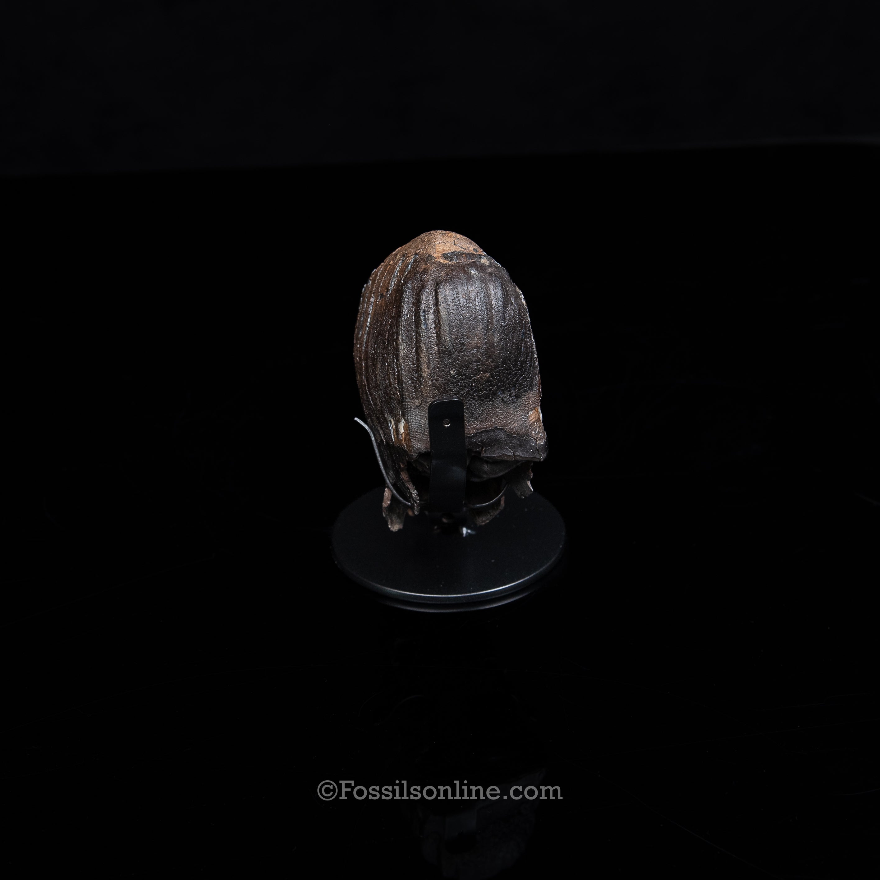 Juvenile Woolly Mammoth Tooth on a Display Stand Alaska