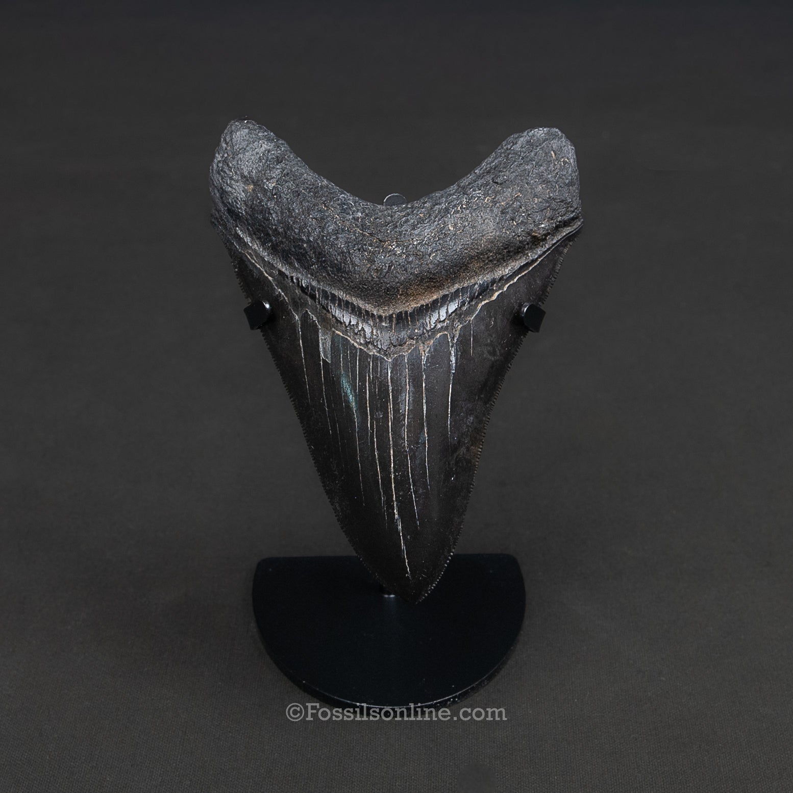 Genuine Prehistoric Fossil Tooth — Meg 4.62", GA