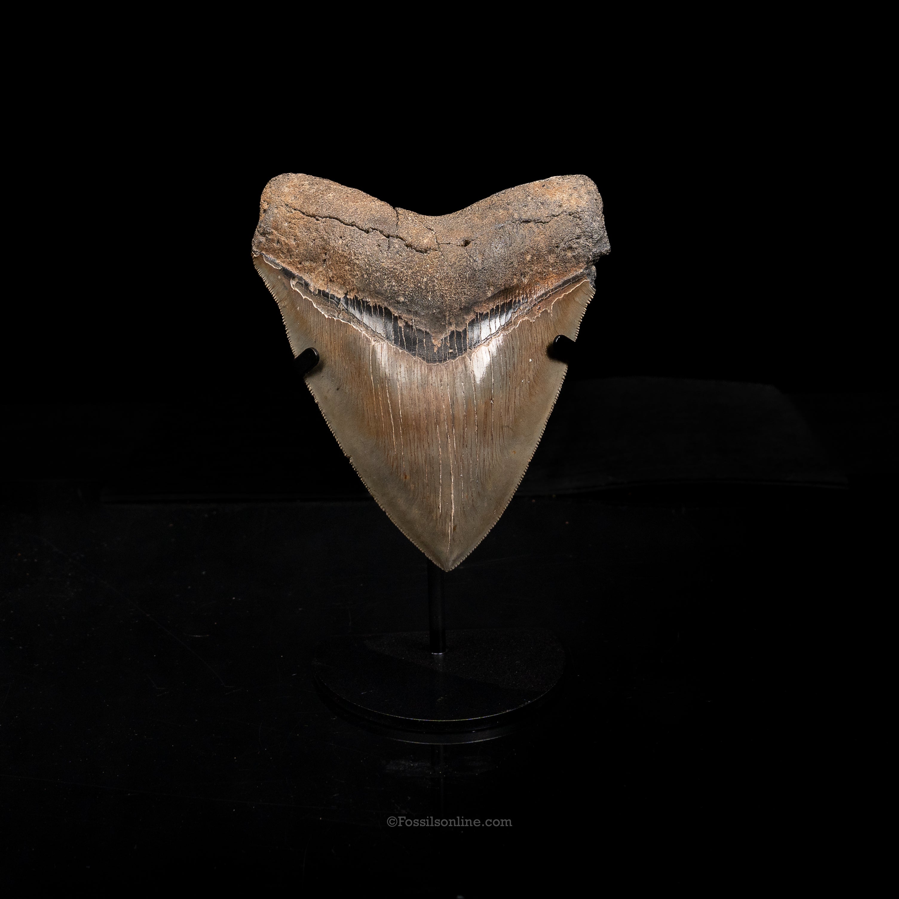 North Carolina Megalodon 5.15"