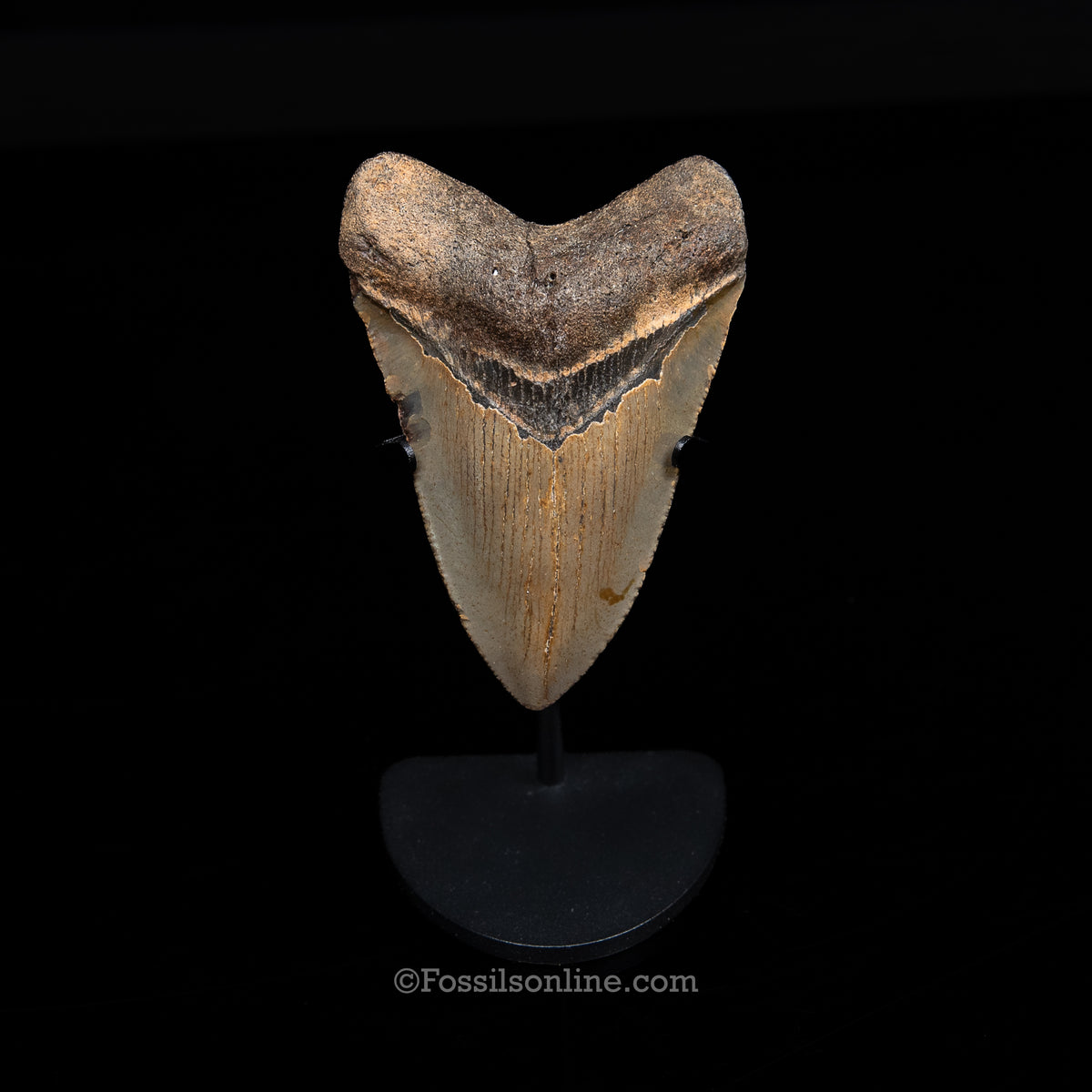 Genuine Prehistoric Fossil Tooth — Meg 3.70", North Carolina
