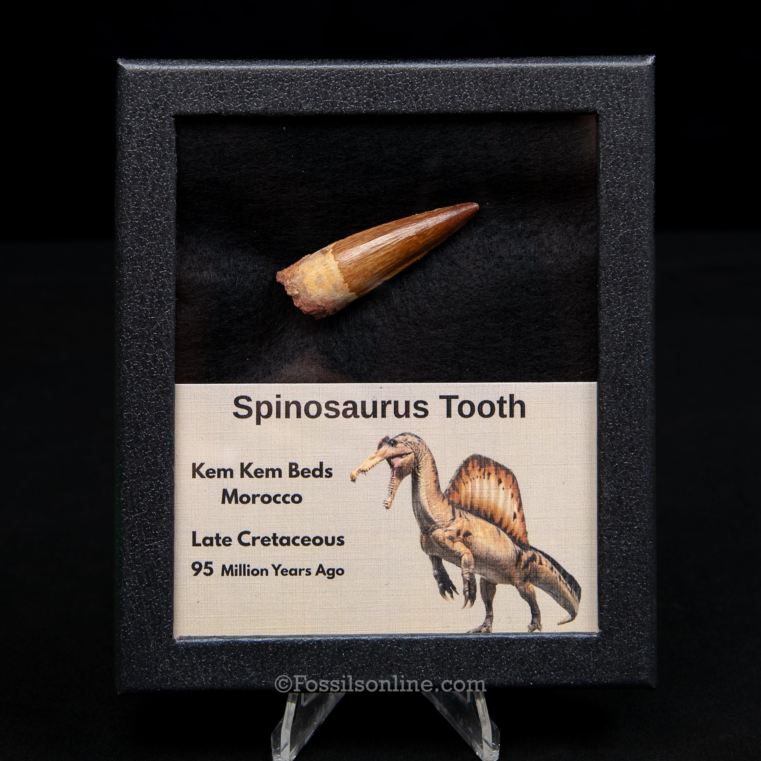 Premium Spinosaurus Dinosaur Tooth Med Case