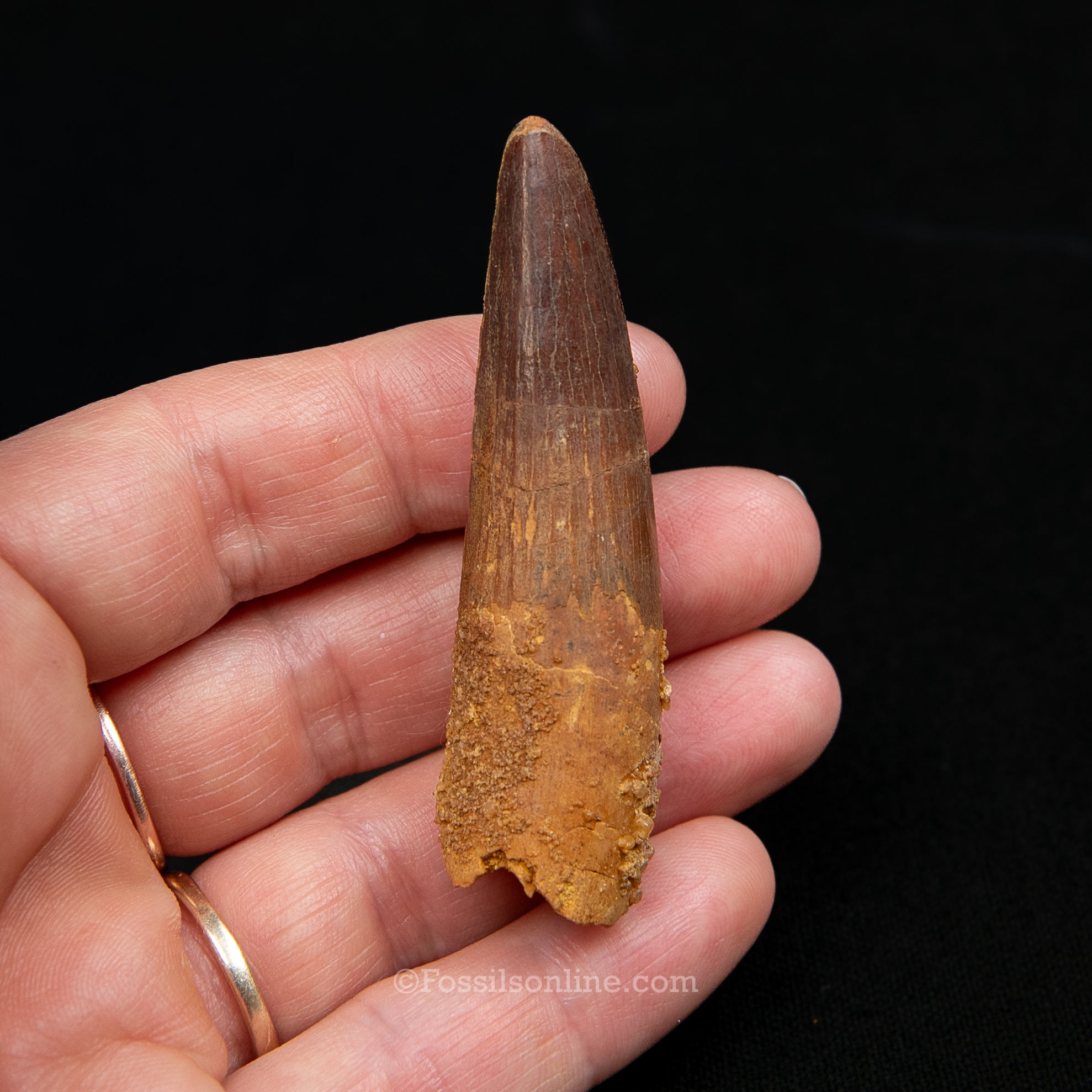 Spinosaurus Dinosaur Tooth Med Case