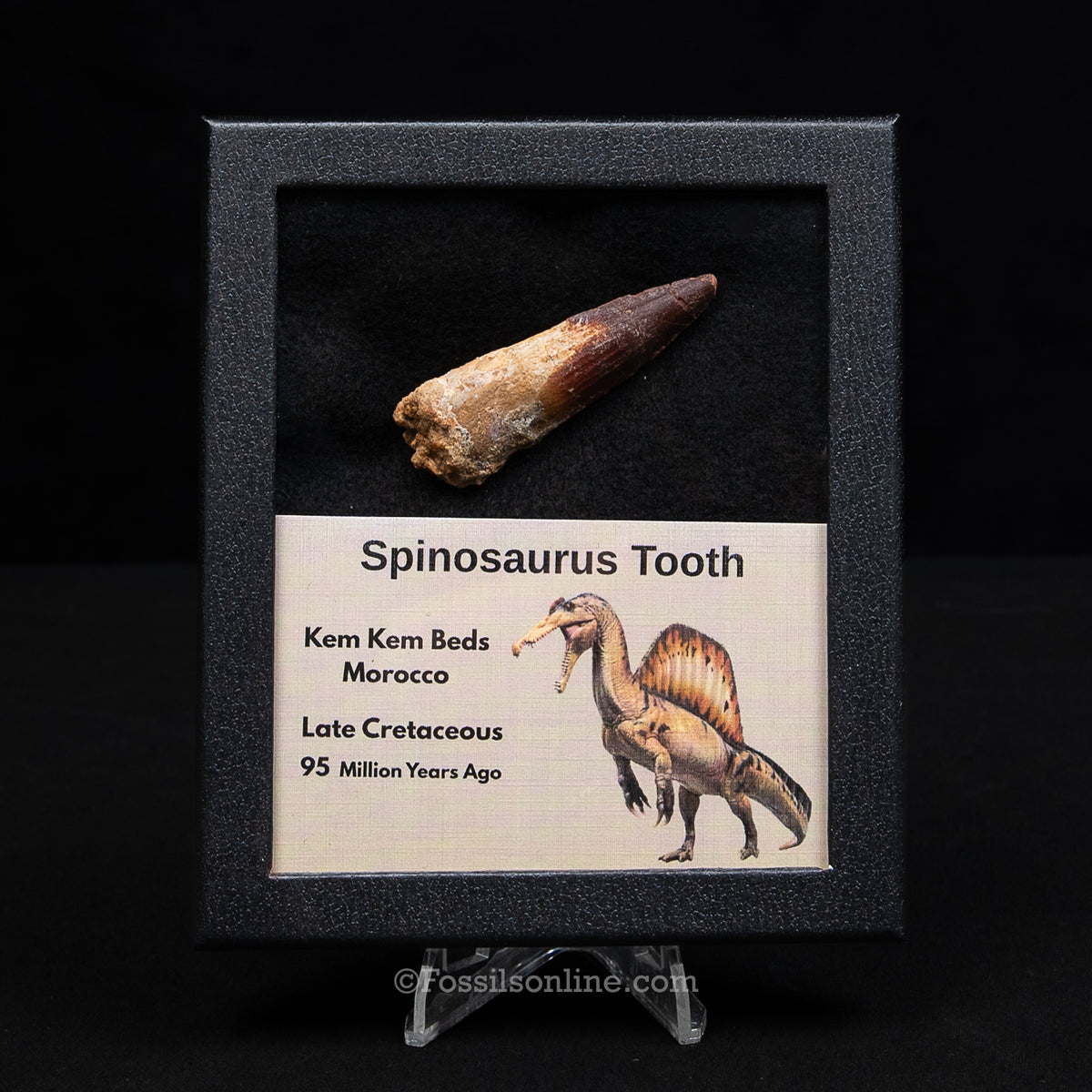 Spinosaurus Dinosaur Tooth Med Case