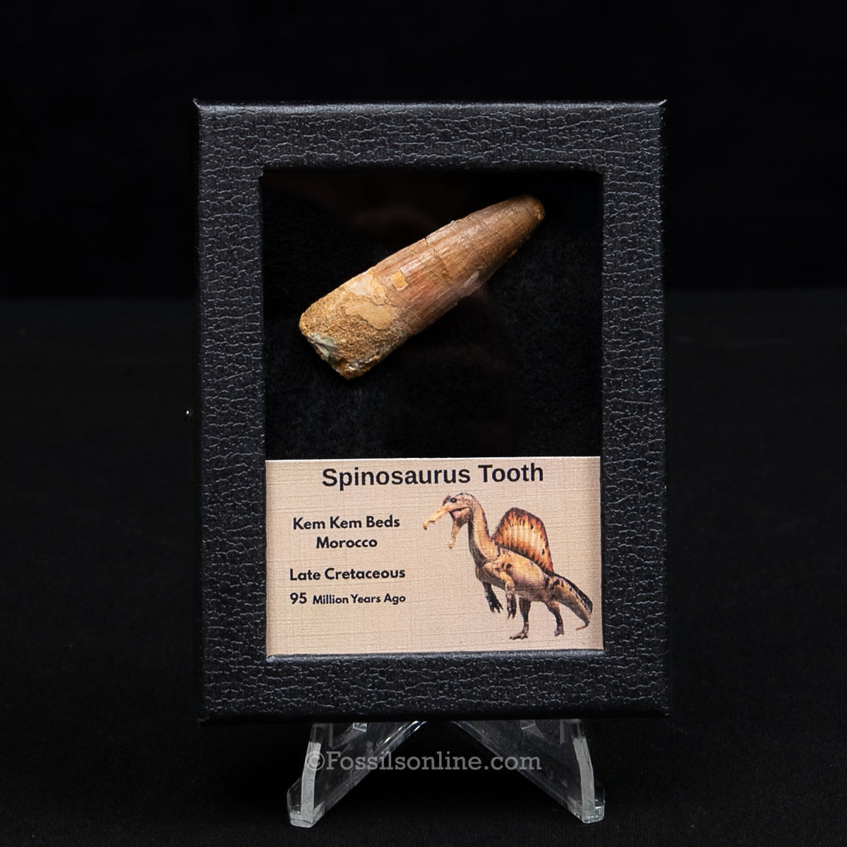 Spinosaurus Dinosaur Tooth Sm Case