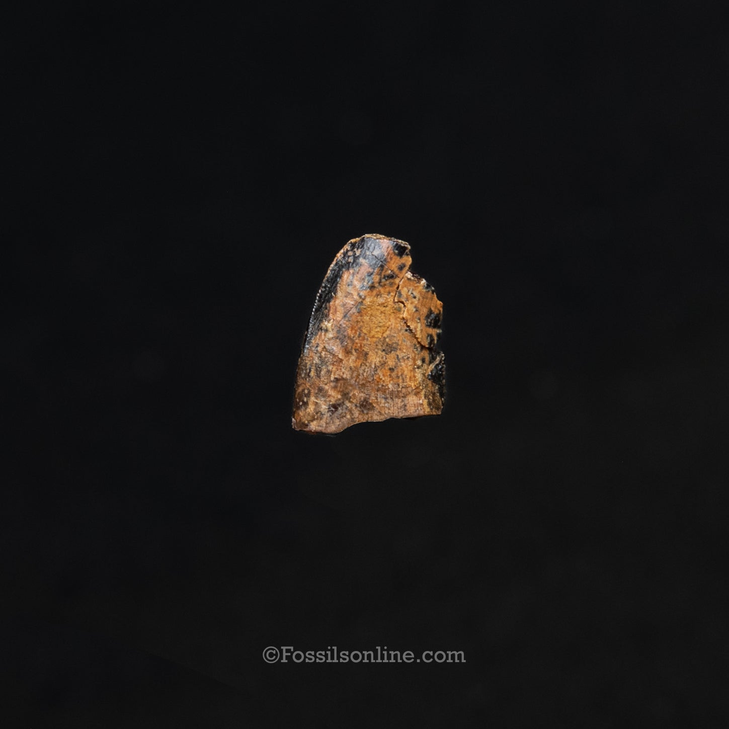 Authentic Nanotyrannus tooth in a Case Lance Formation, Wyoming