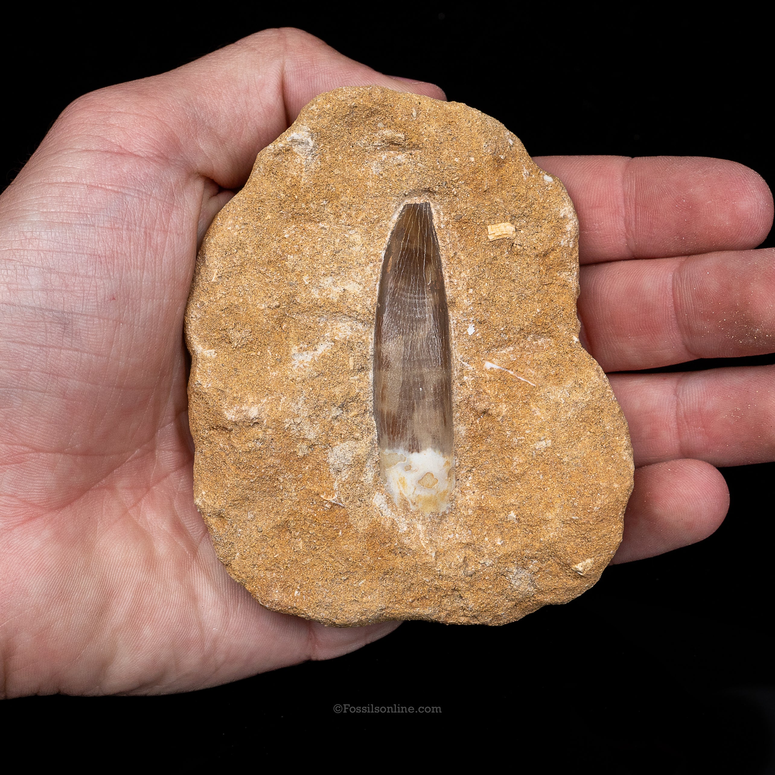 Plesiosaur Tooth in matrix
