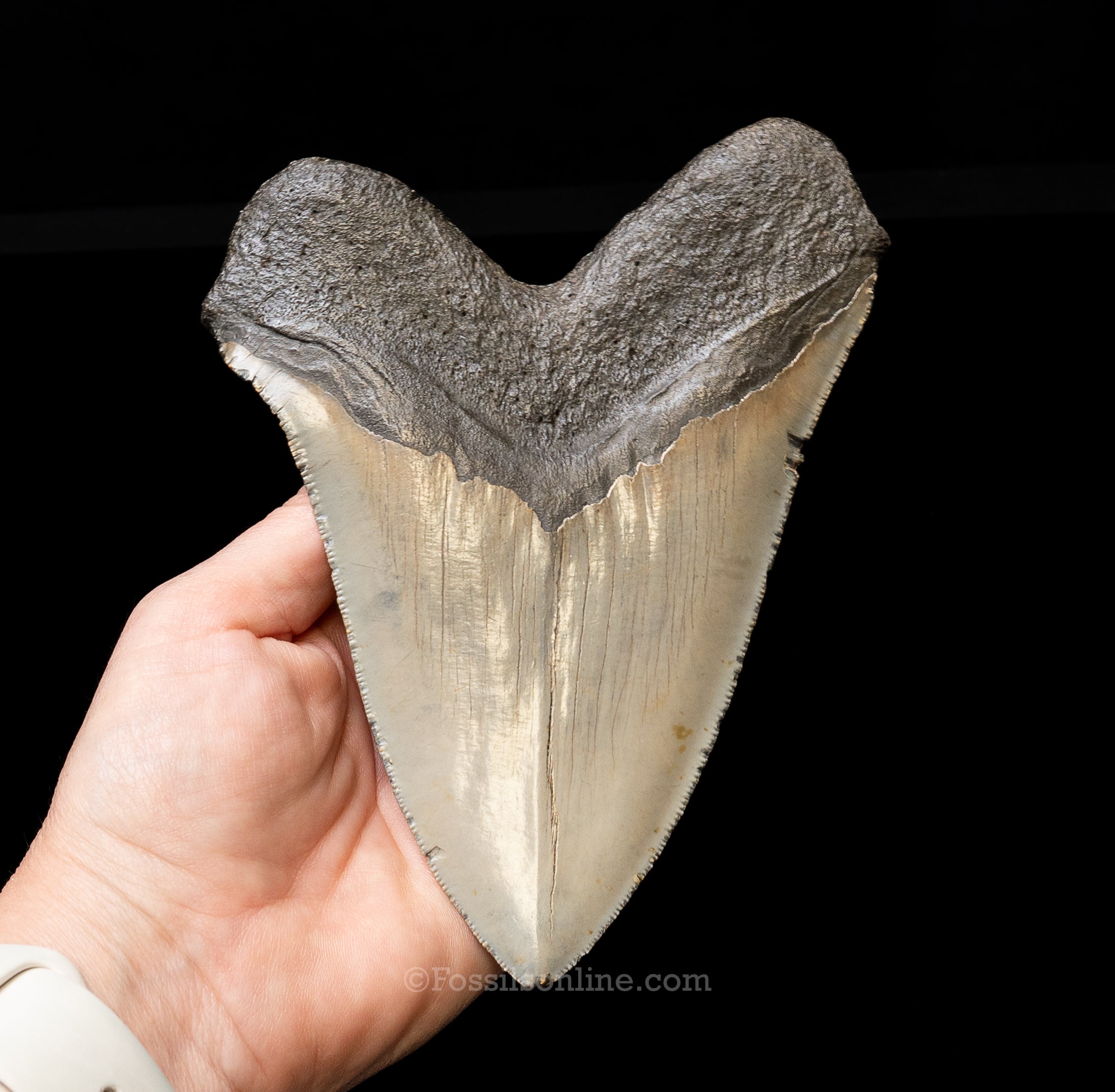 North Carolina Megalodon 6.125"