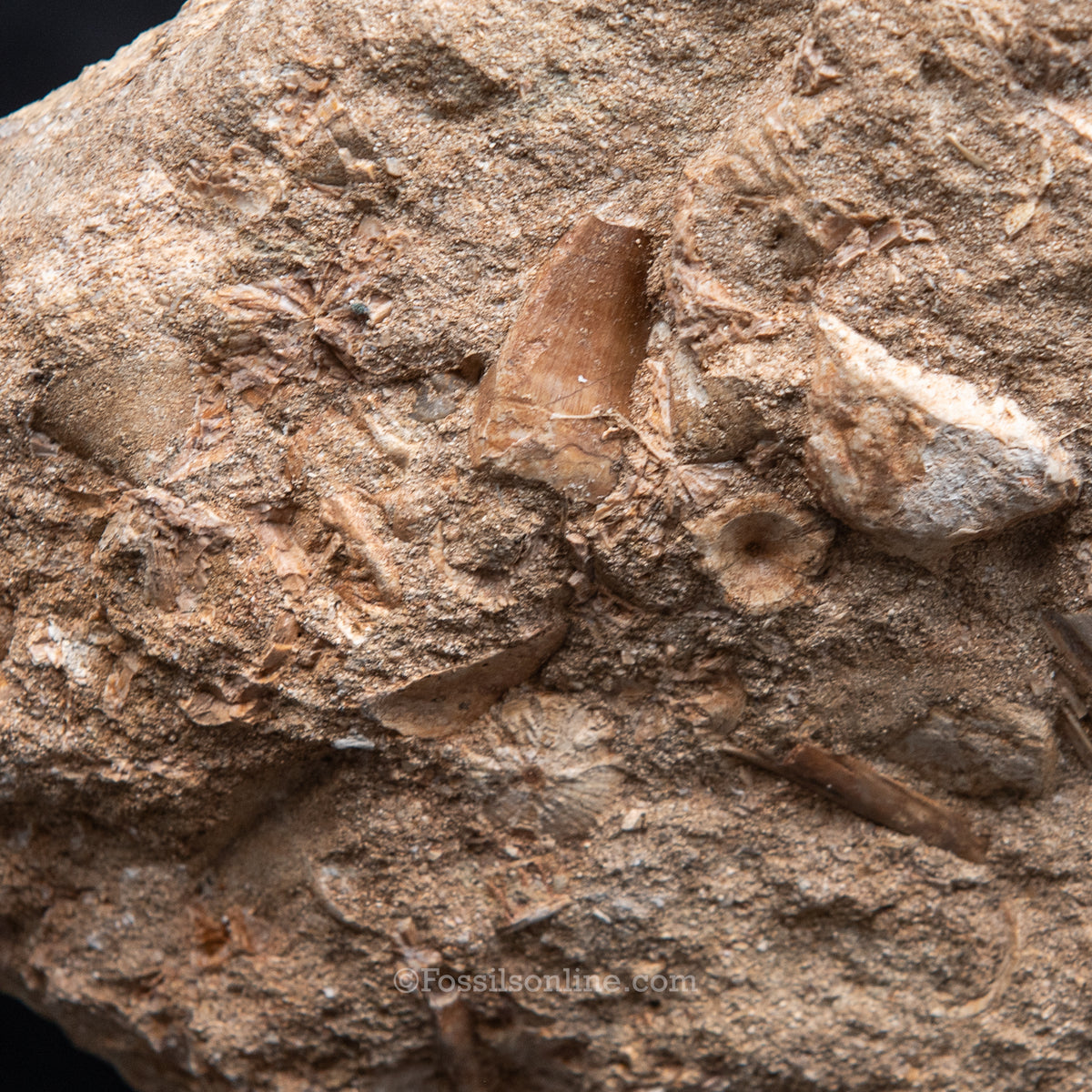 Mosasaur Jaw in Matrix