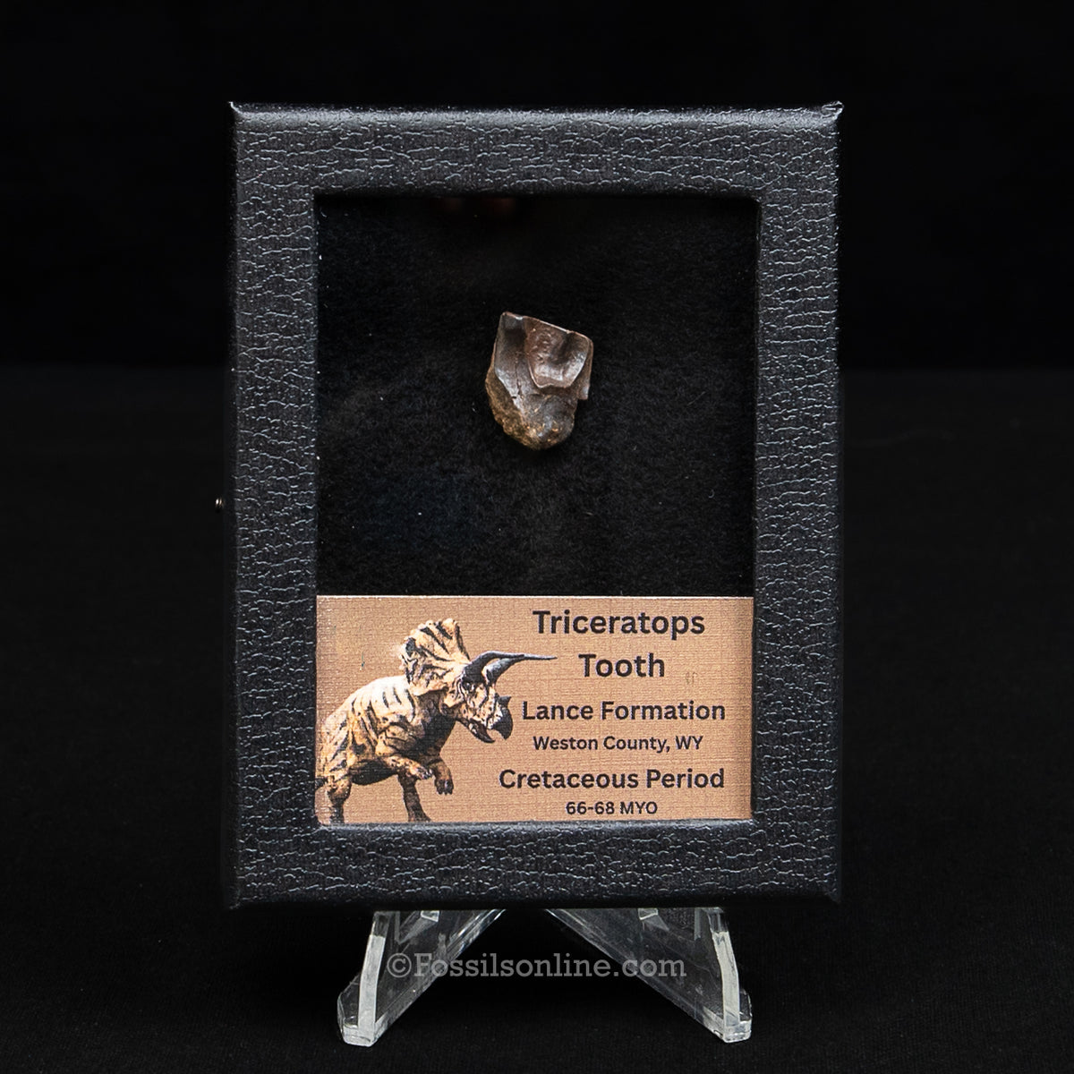 LG Triceratops Tooth in Case Lance FM