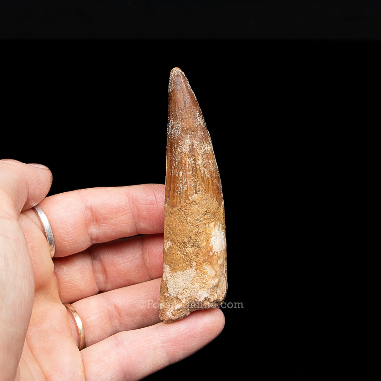 Spinosaurus Dinosaur Tooth in Lg Case