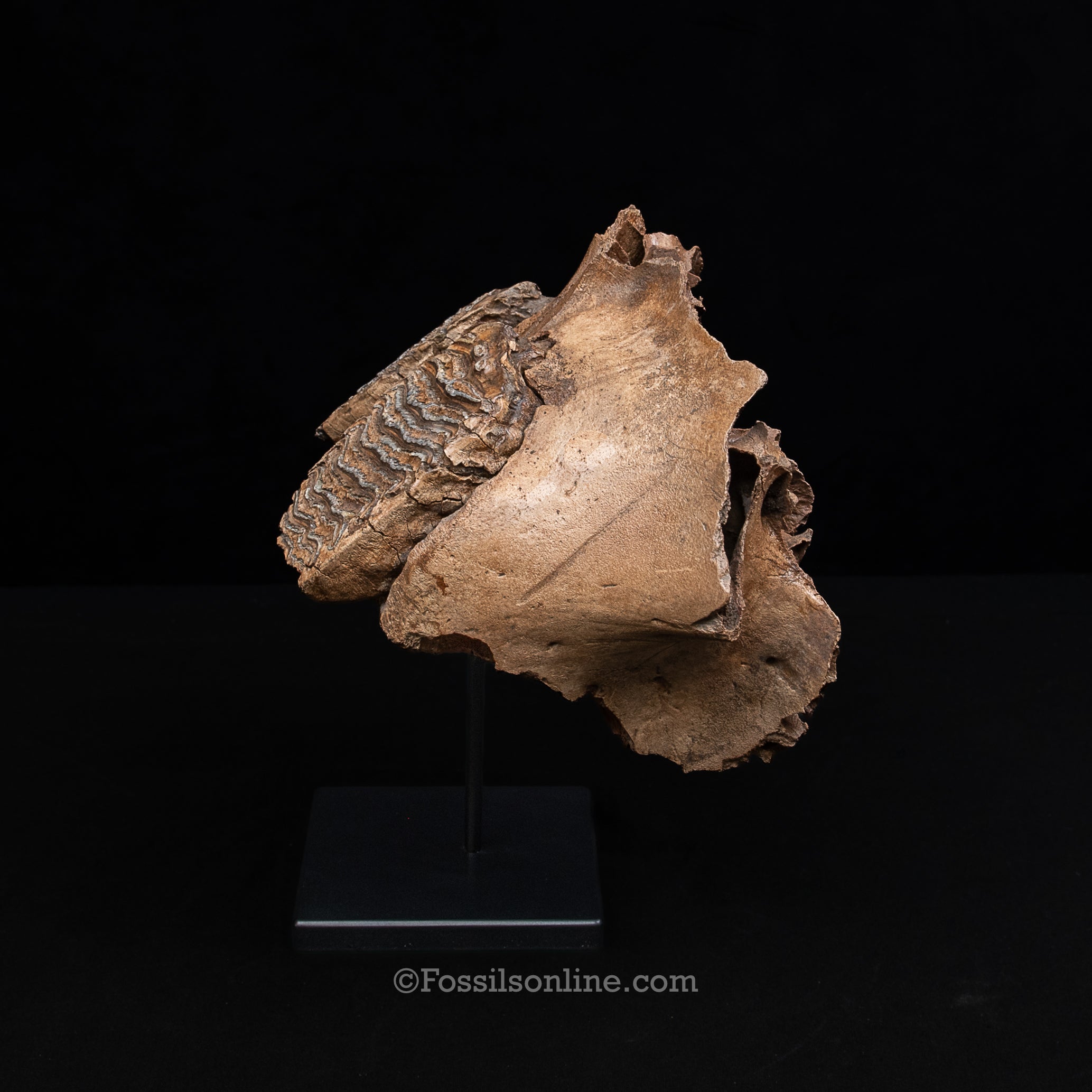 Juvenile Woolly Mammoth Maxilla on Display Stand