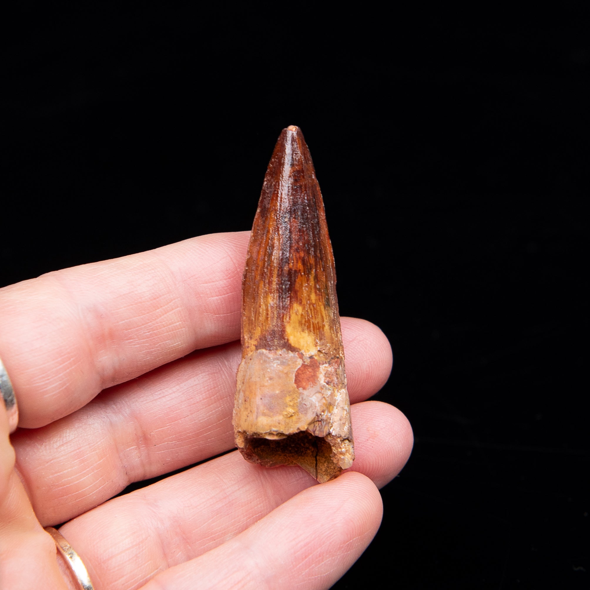Premium Spinosaurus Dinosaur Tooth Med Case
