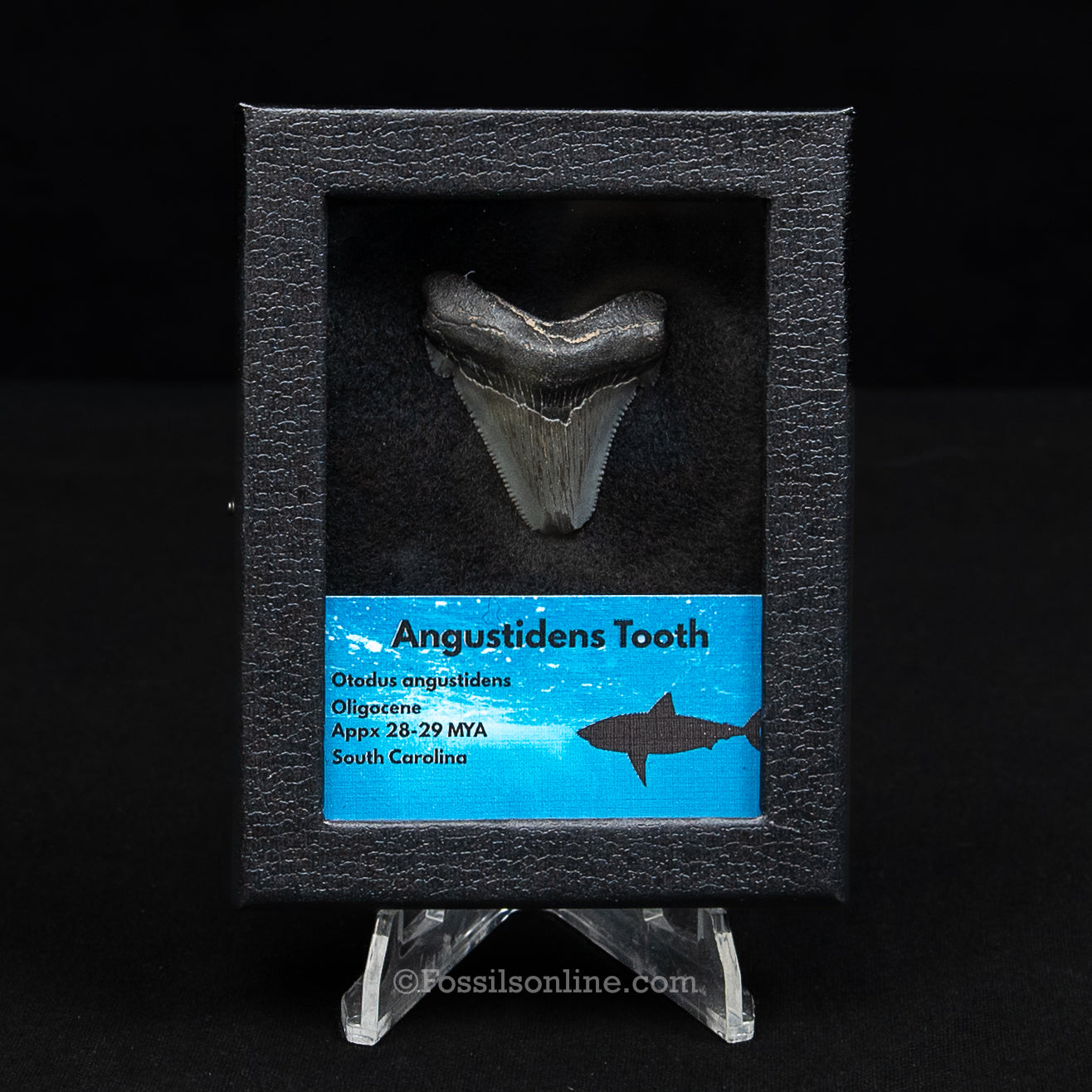 SC Angustidens Sm Case