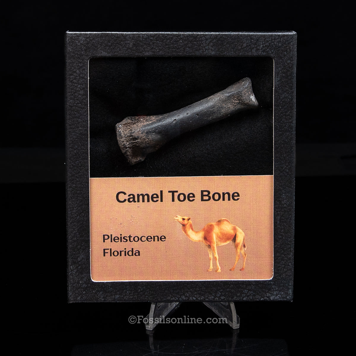 Camel Toe Bone in a Med Case