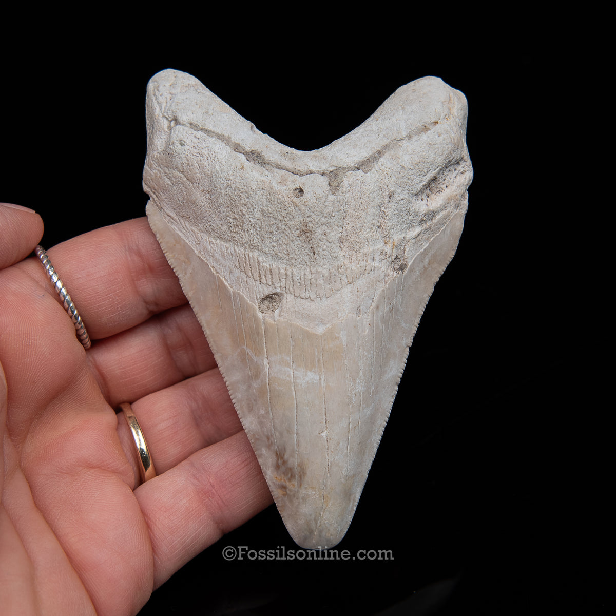 Genuine Prehistoric Fossil Tooth — Meg 3.95", Summerville SC