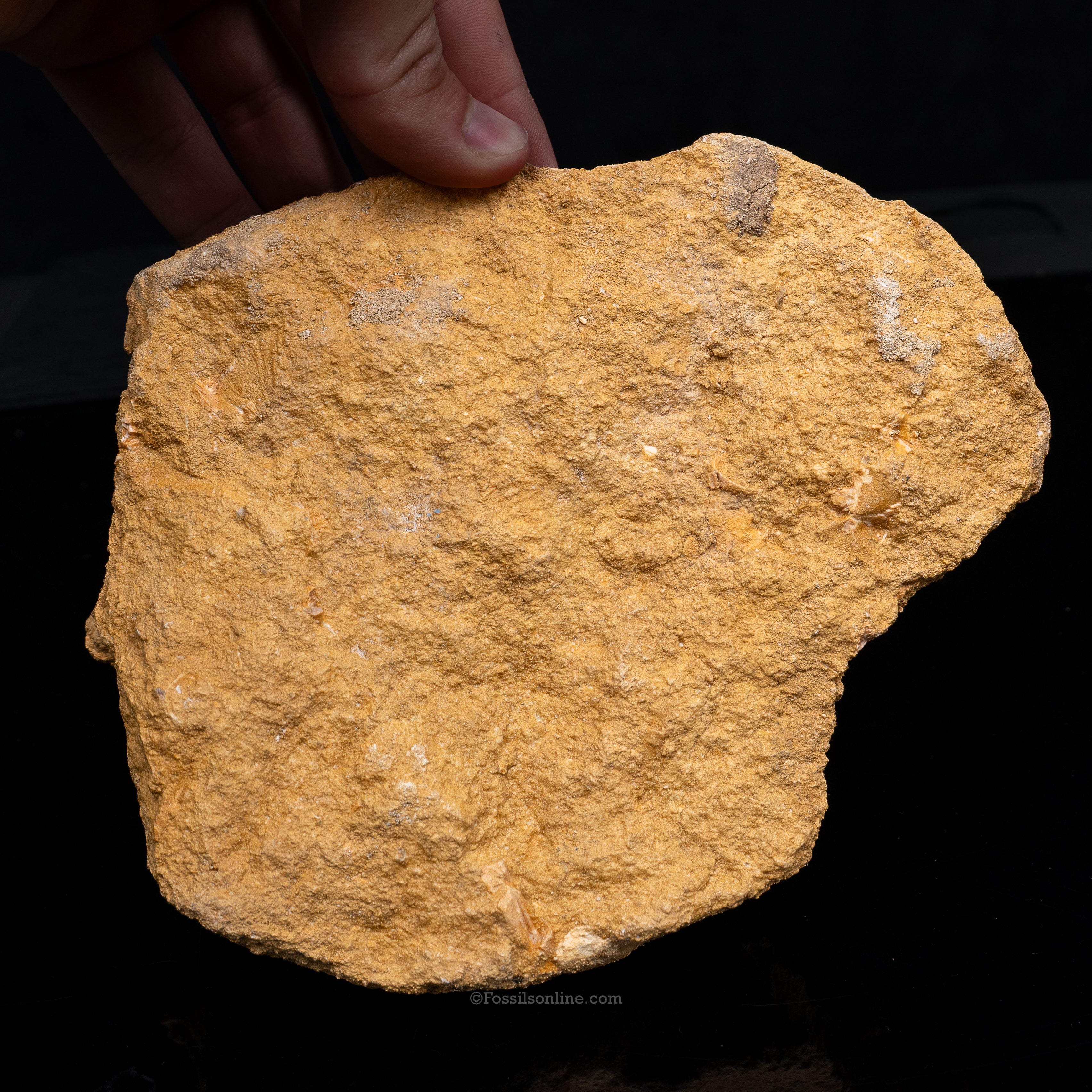 Mosasaur Jaw in Matrix