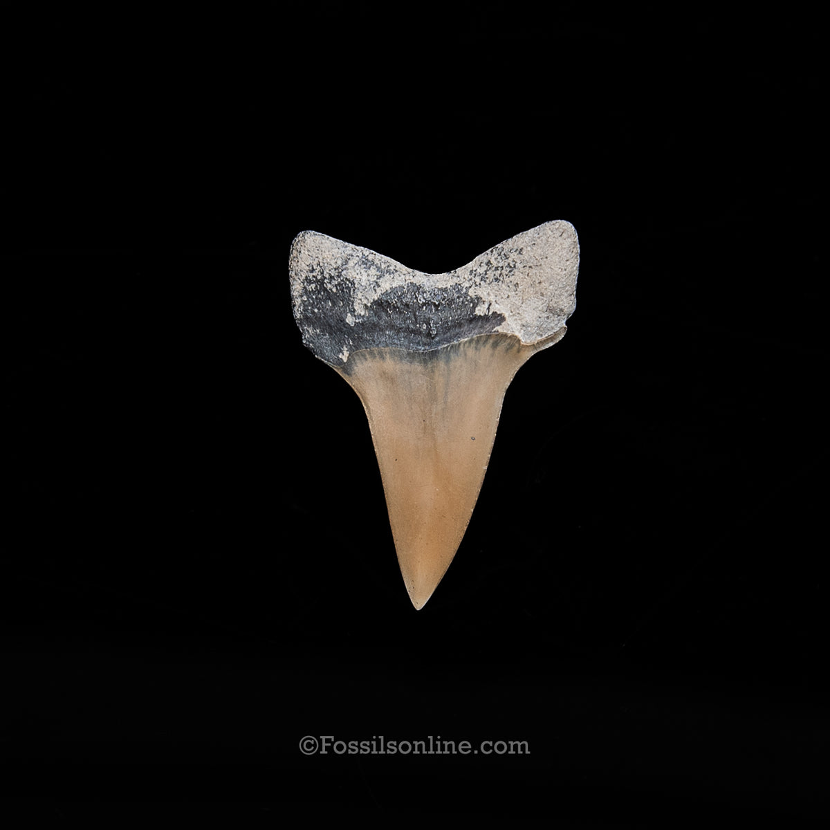 Lee Creek Fossil Mako 1.50"