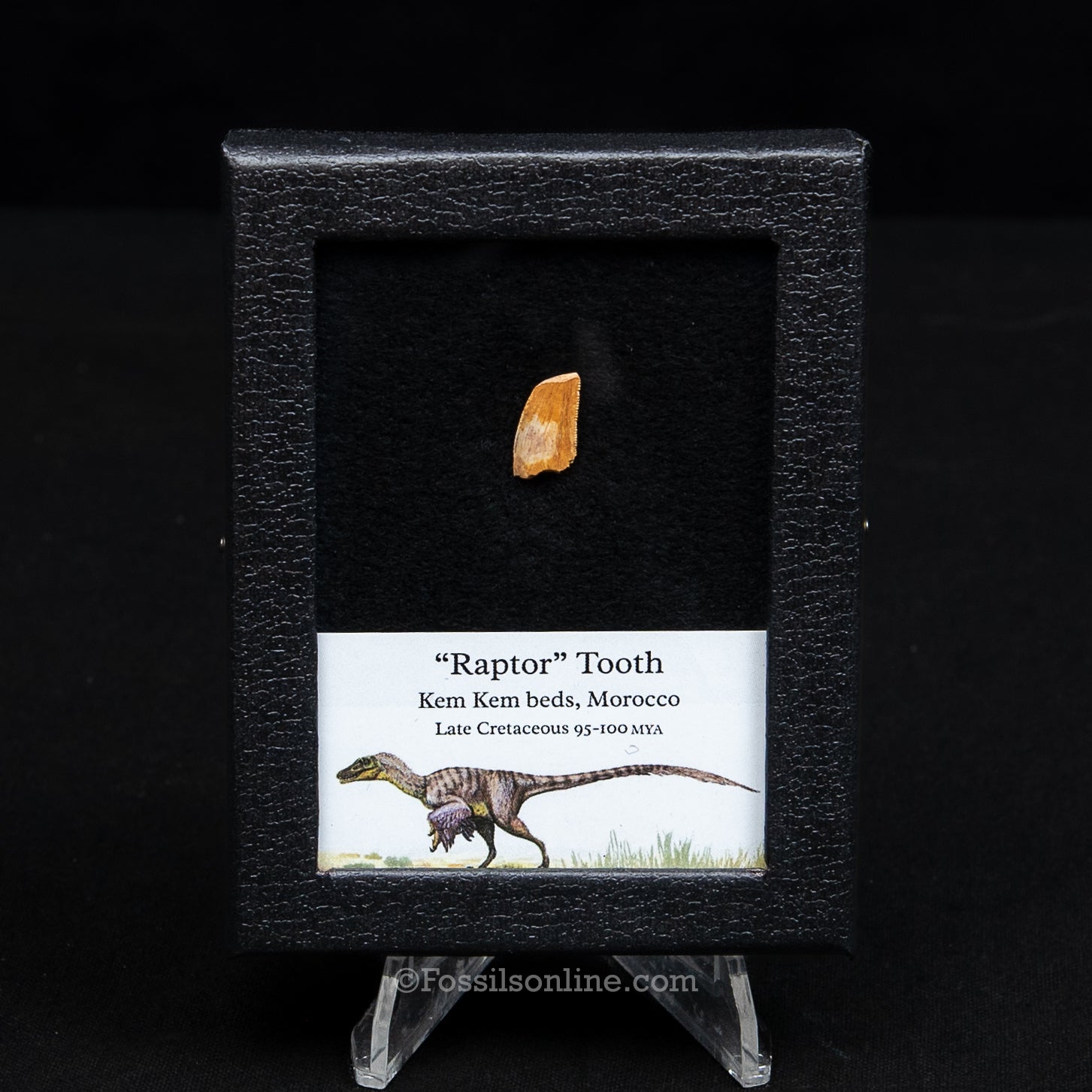 Theropod Dinosaur Tooth 