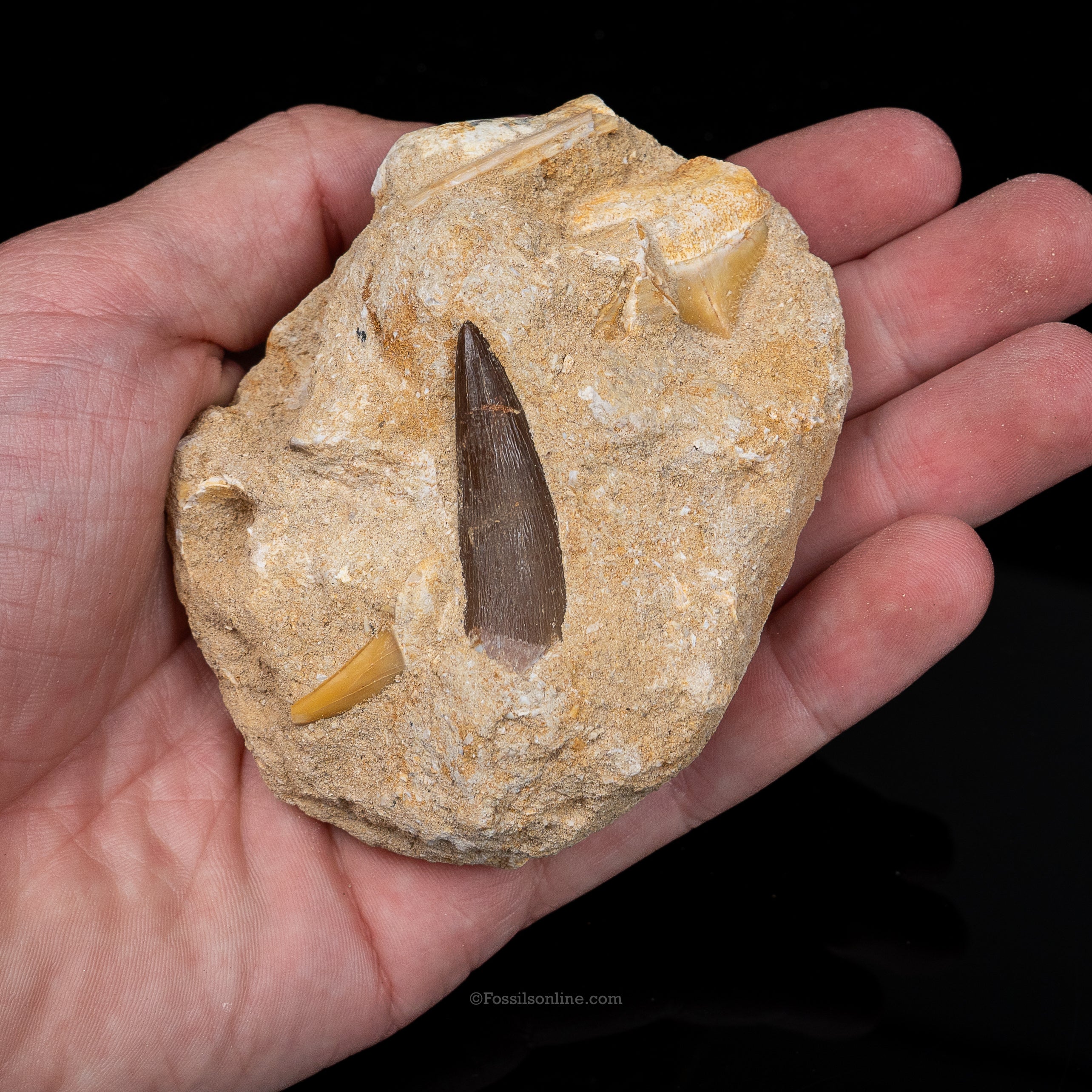 Plesiosaur tooth in Original Matrix