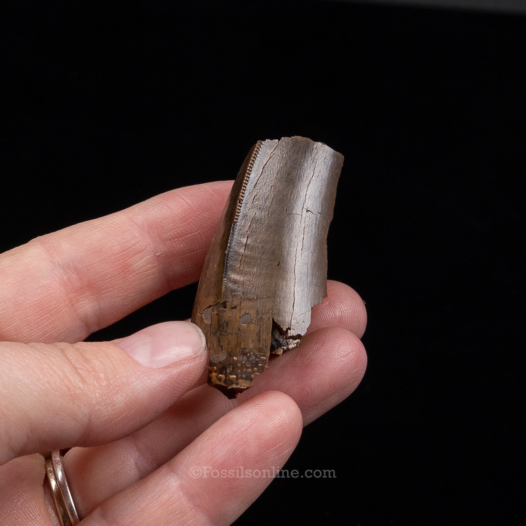 Tyrannosaurus rex Tooth Fragment