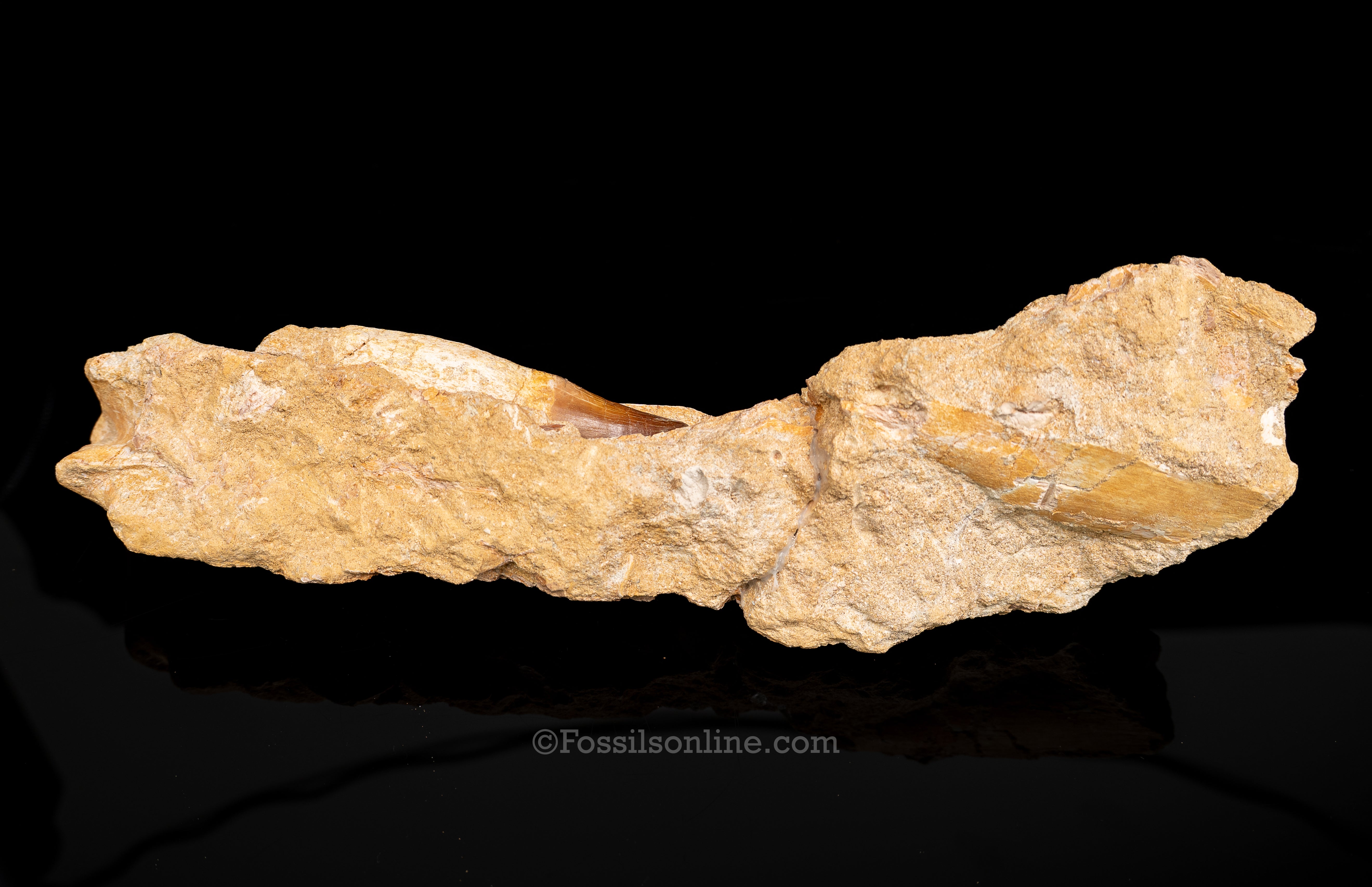 Mosasaur Jaw in Matrix