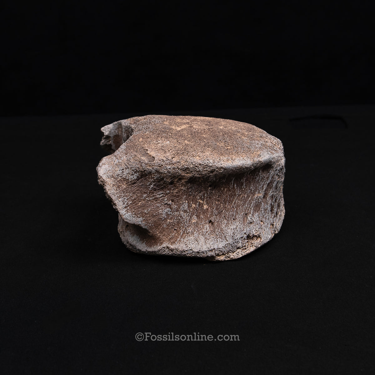 Pleistocene Columbian Mammoth Vertebra FL