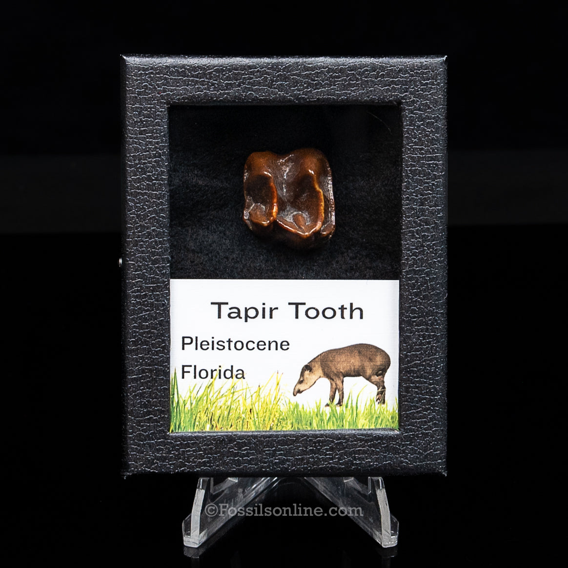 Fossil Tapir Tooth in a sm Case