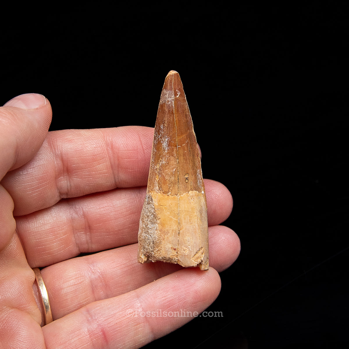 Spinosaurus Dinosaur Tooth Med Case