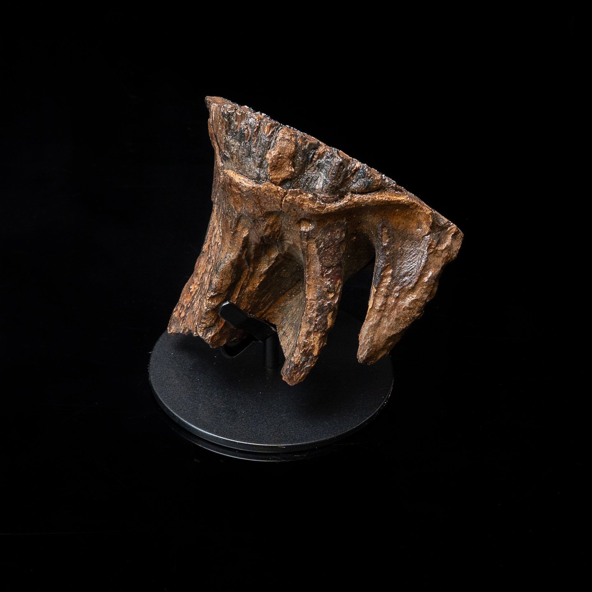 Juvenile Woolly Mammoth Tooth on Display Stand