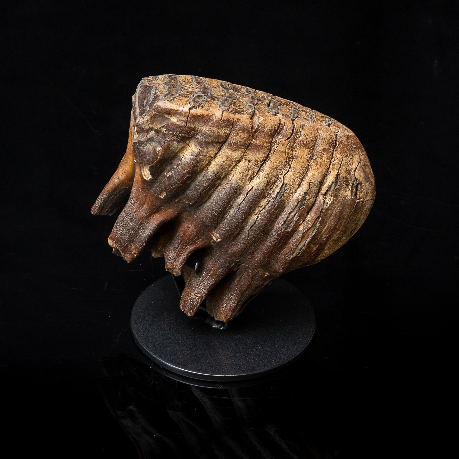 Juvenile Woolly Mammoth Tooth on Display Stand