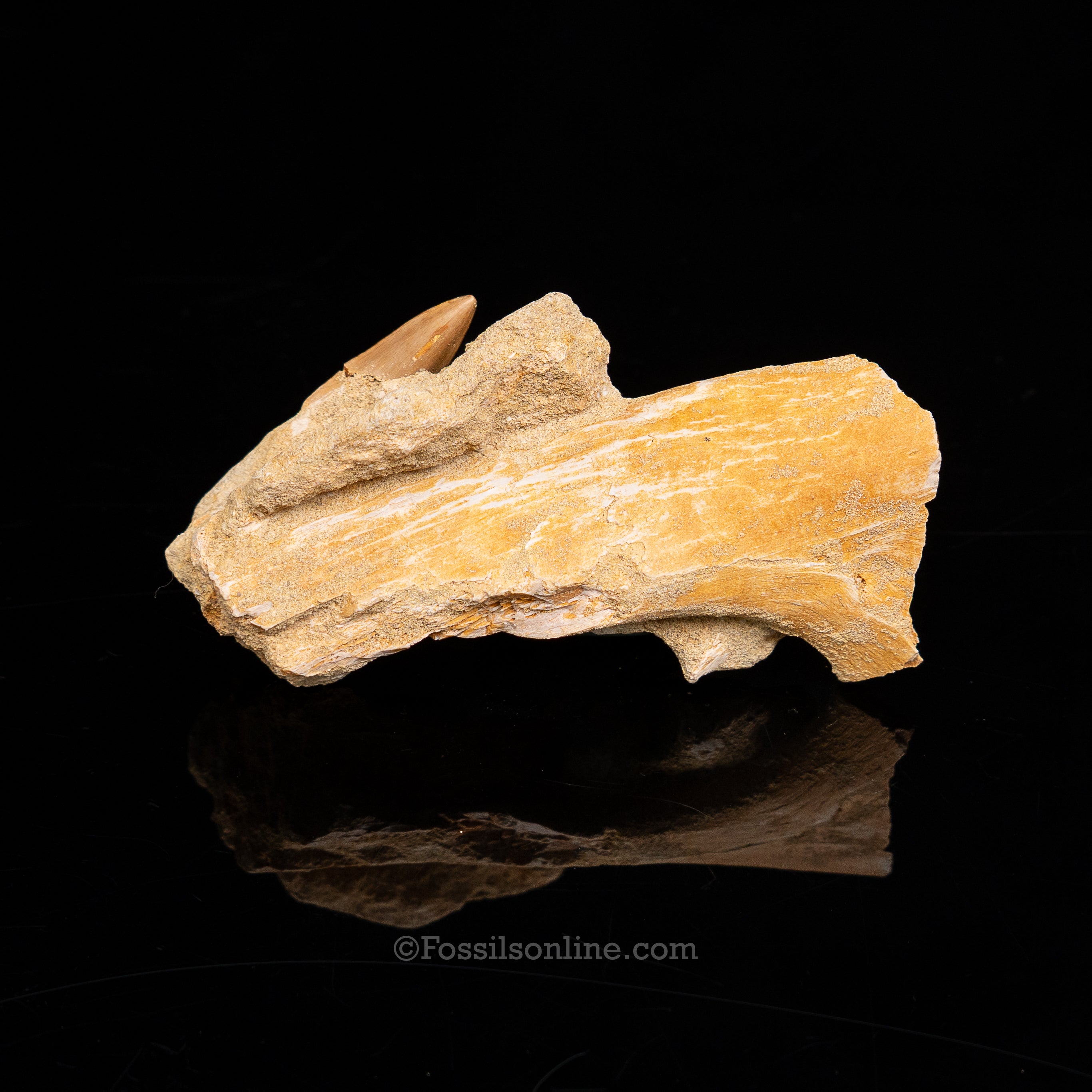 Mosasaurus Jaw in Matrix