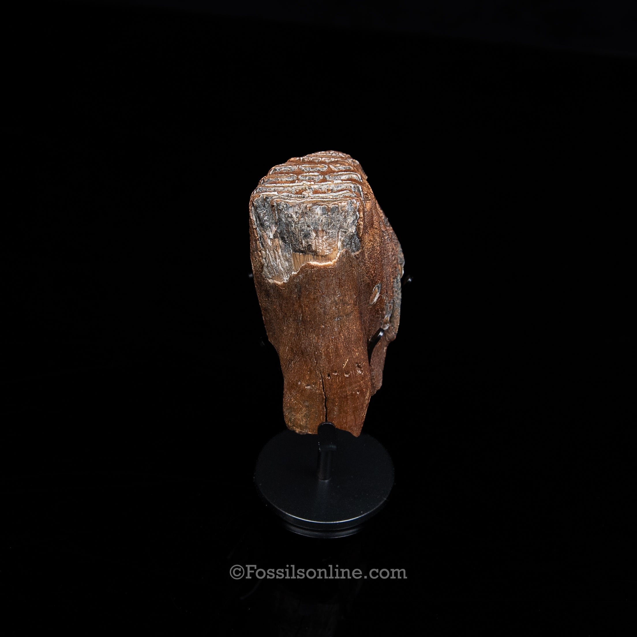 Juvenile Woolly Mammoth Tooth on Display Stand