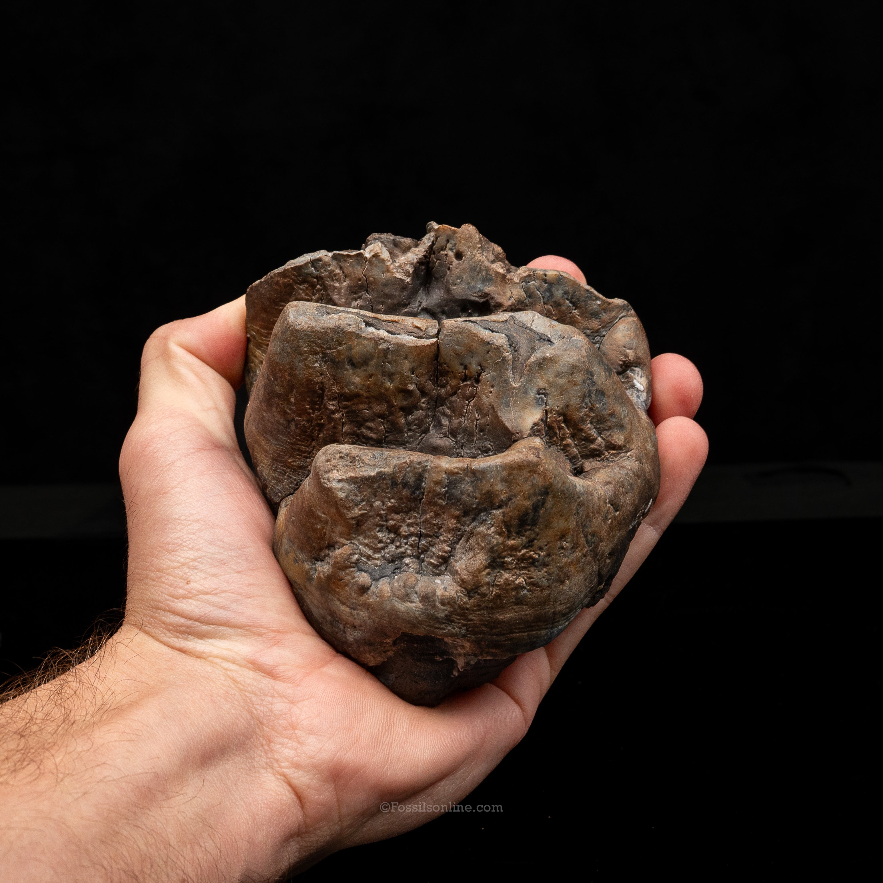 Mastodon Tooth w/stand