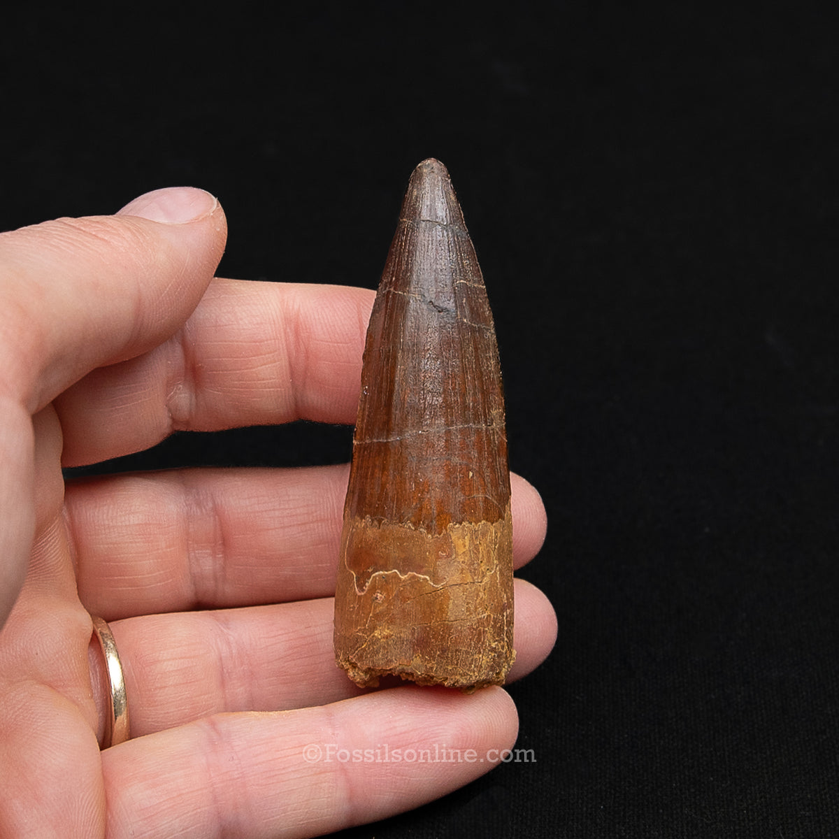Spinosaurus Dinosaur Tooth Med Case