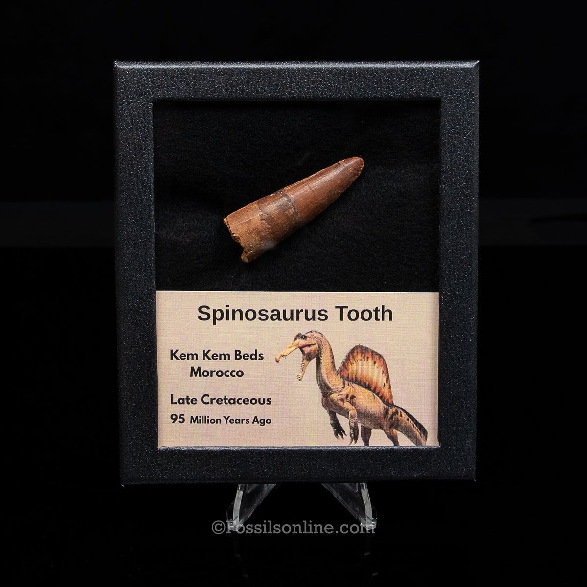 Spinosaurus Dinosaur Tooth Med Case