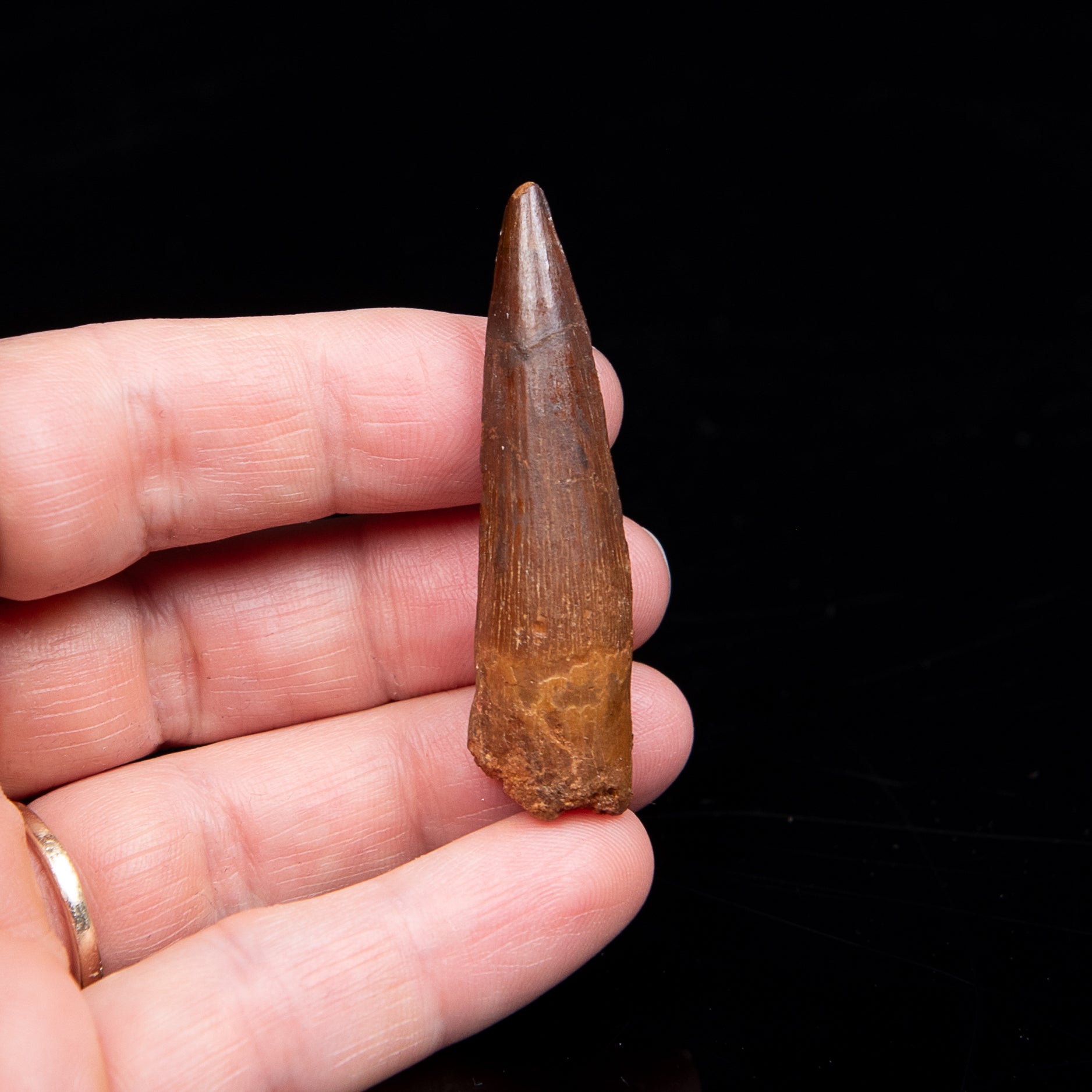 Spinosaurus Dinosaur Tooth Med Case