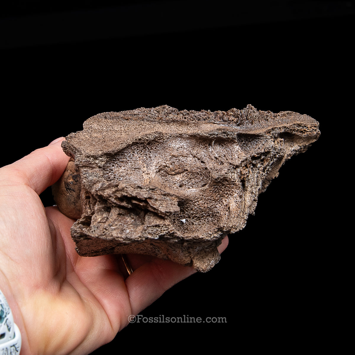Juvenile Woolly Mammoth  Molar in Maxilla Fragment