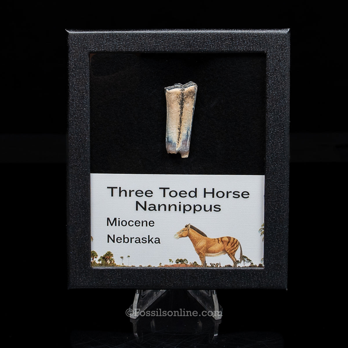 Three Toed Horse Tooth in a Med Case