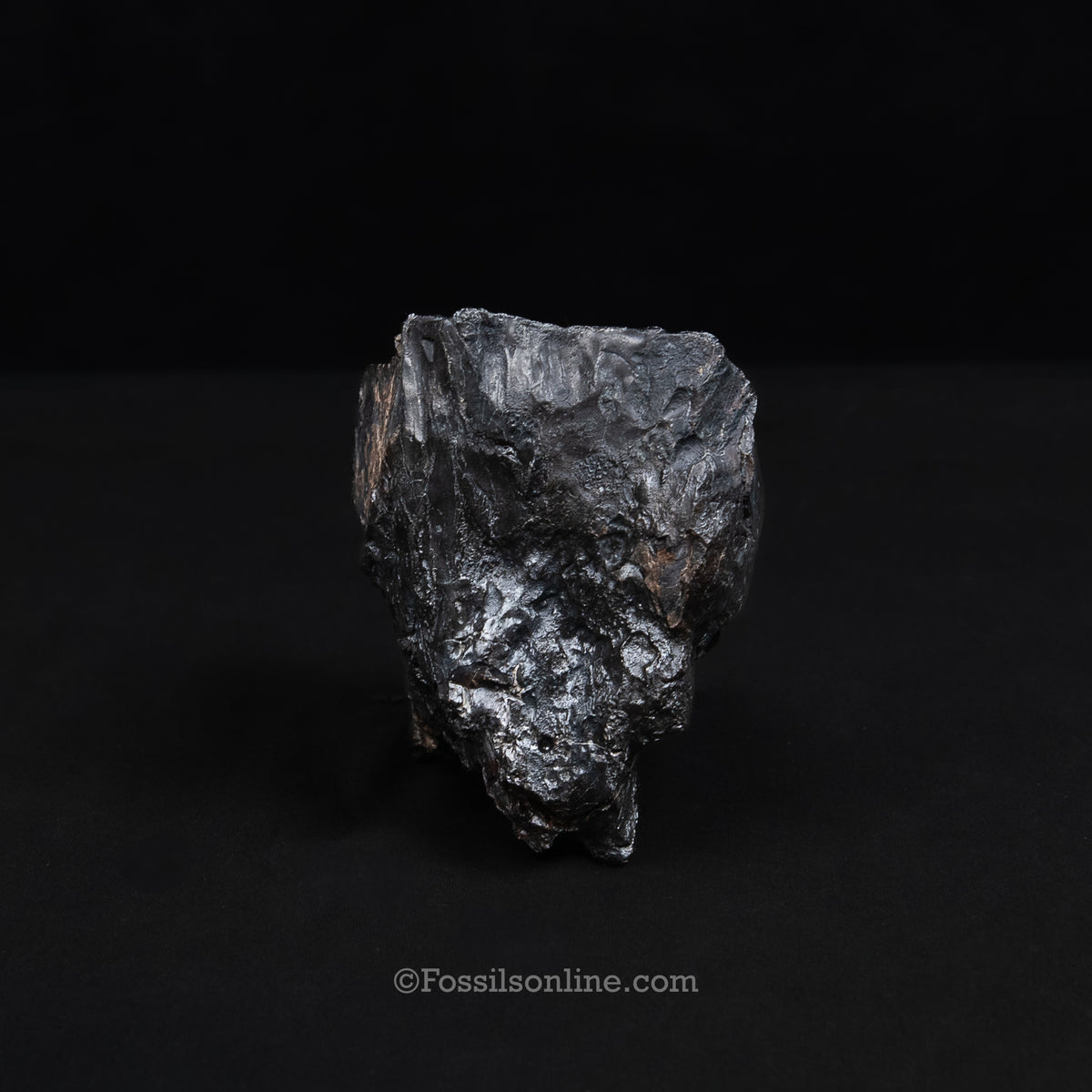 South Carolina Mammoth Tooth