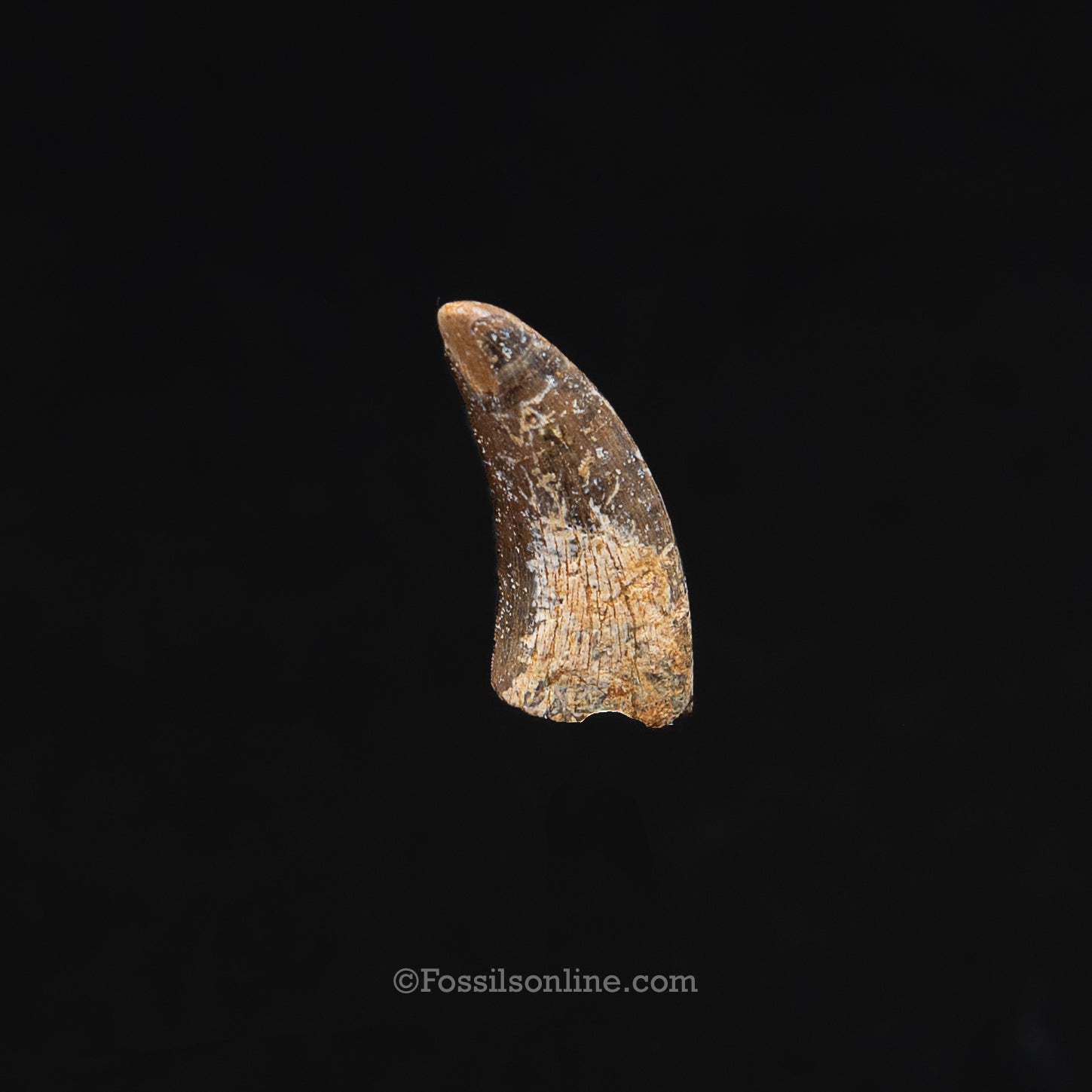 Authentic Nanotyrannus Tooth in a Case Lance Formation, Wyoming