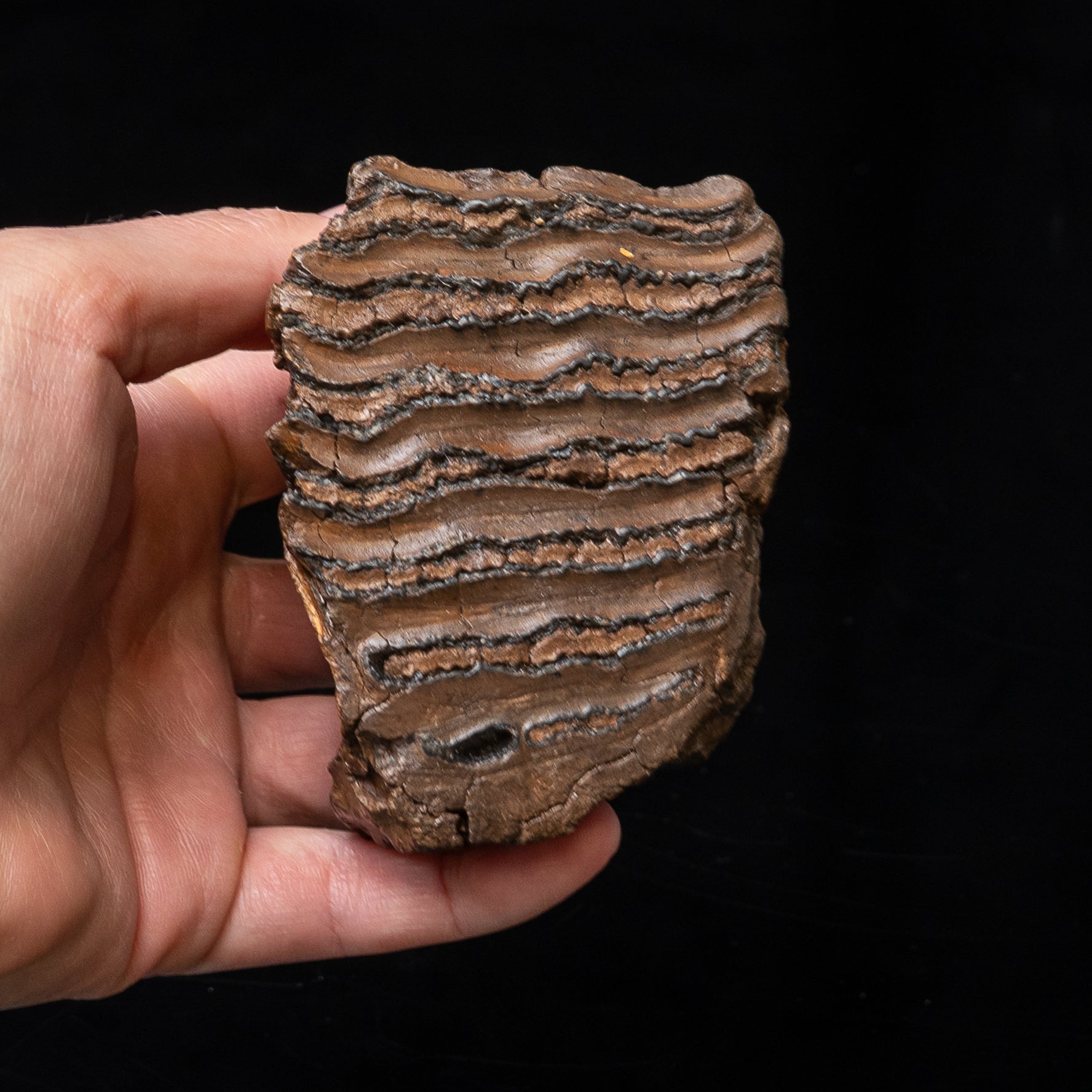 Juvenile Woolly Mammoth Tooth on Display Stand