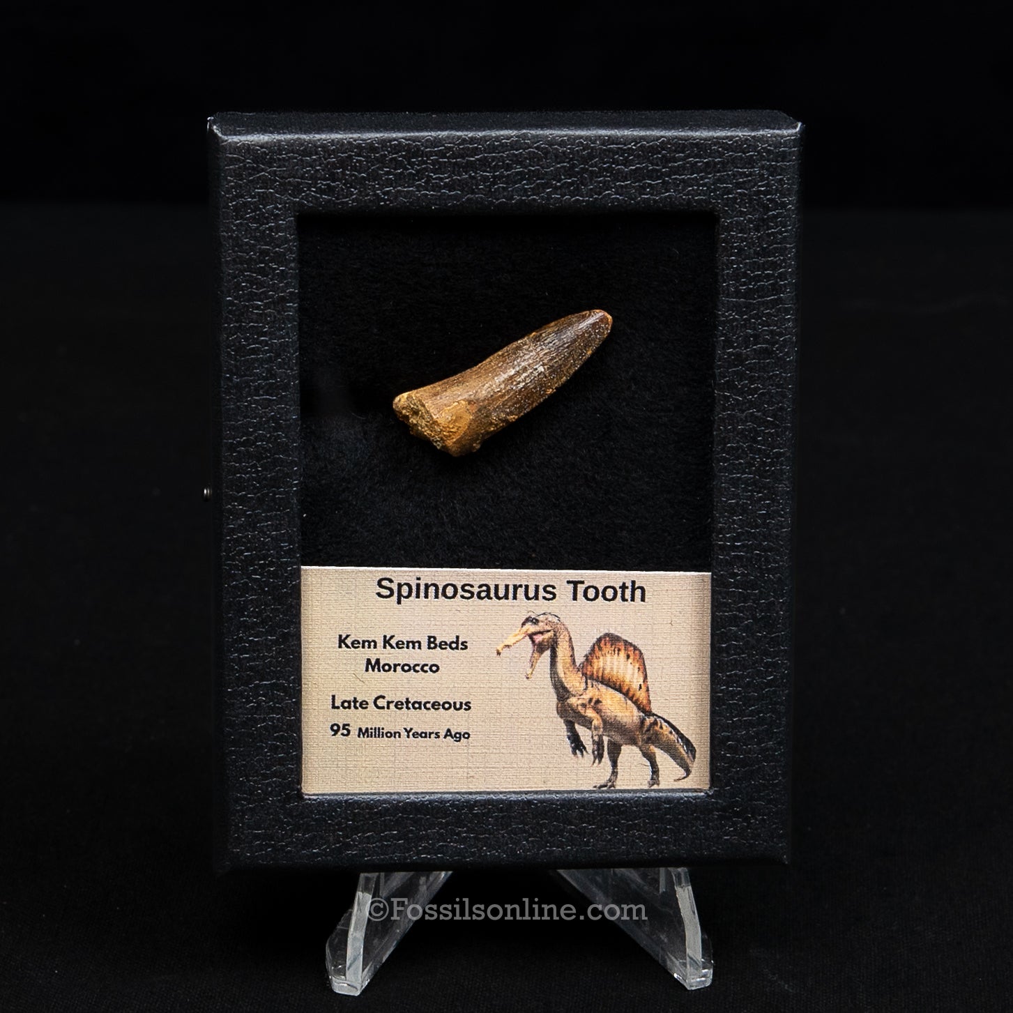 Spinosaurus Dinosaur Tooth Sm Case