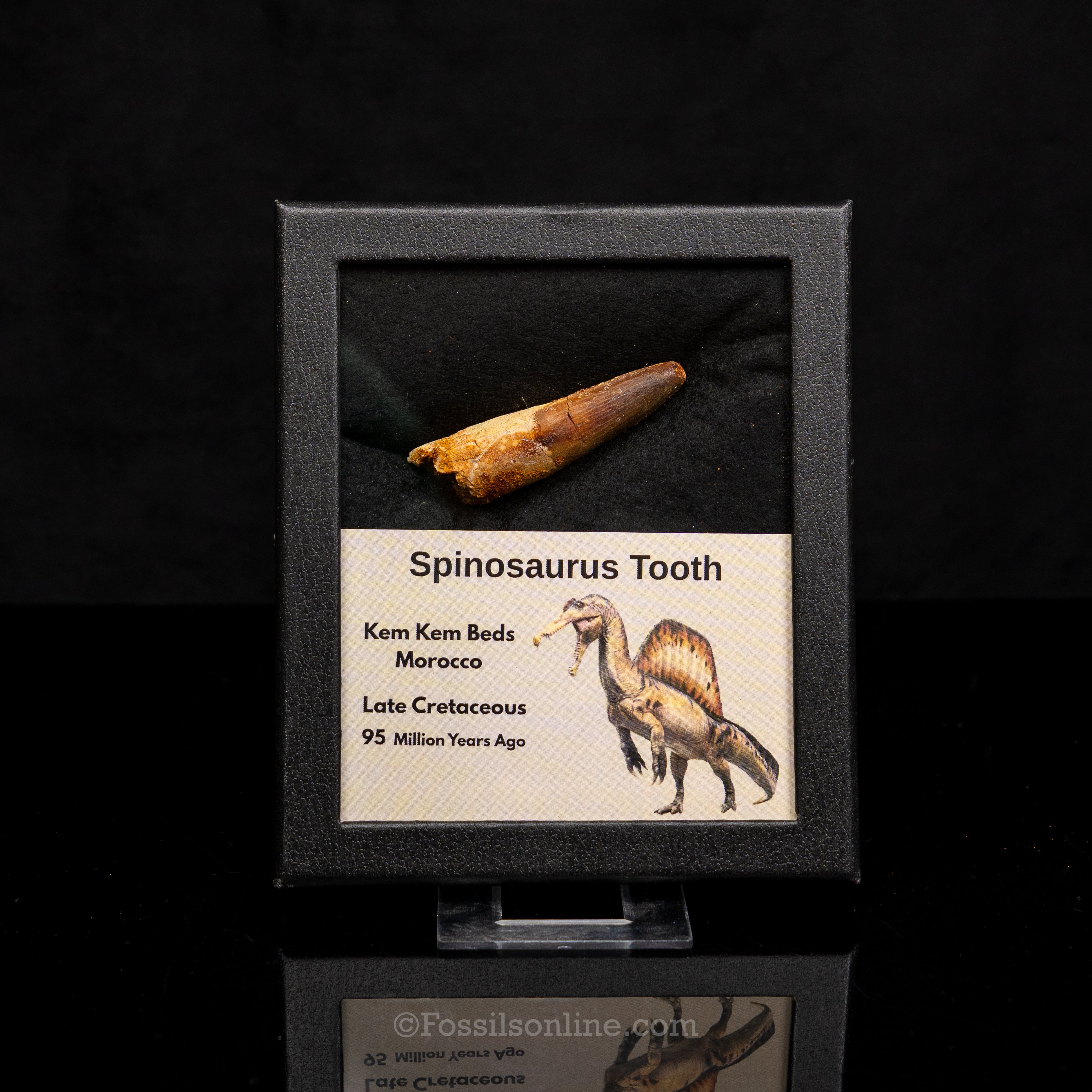 Spinosaurus Dinosaur Tooth Med Case