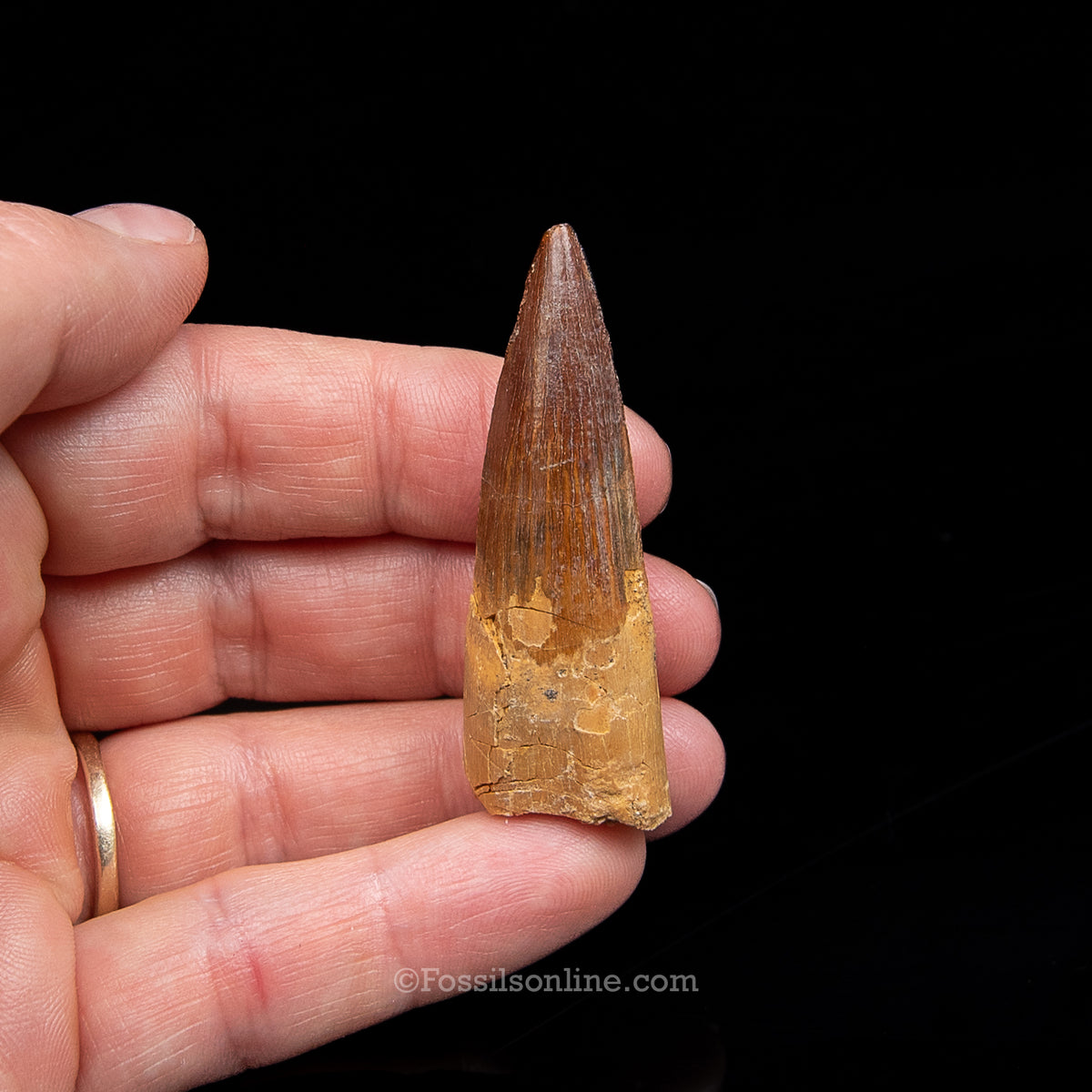 Spinosaurus Dinosaur Tooth Med Case