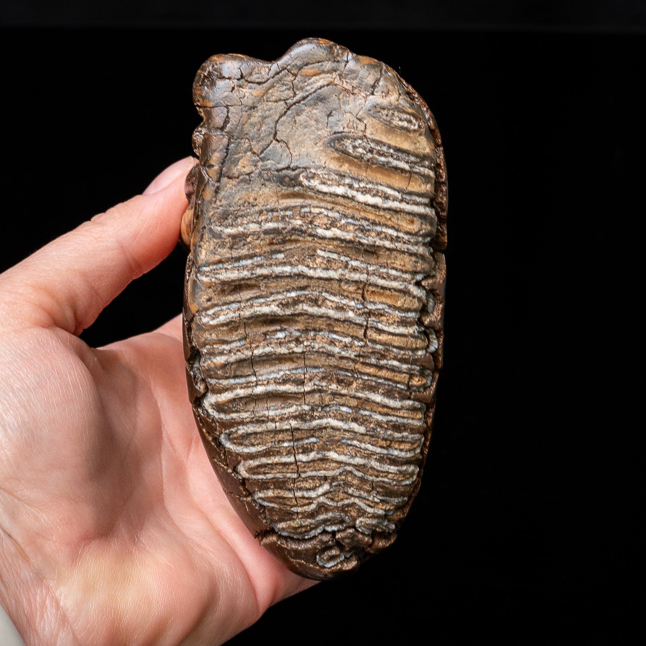 Juvenile Woolly Mammoth Tooth on Display Stand