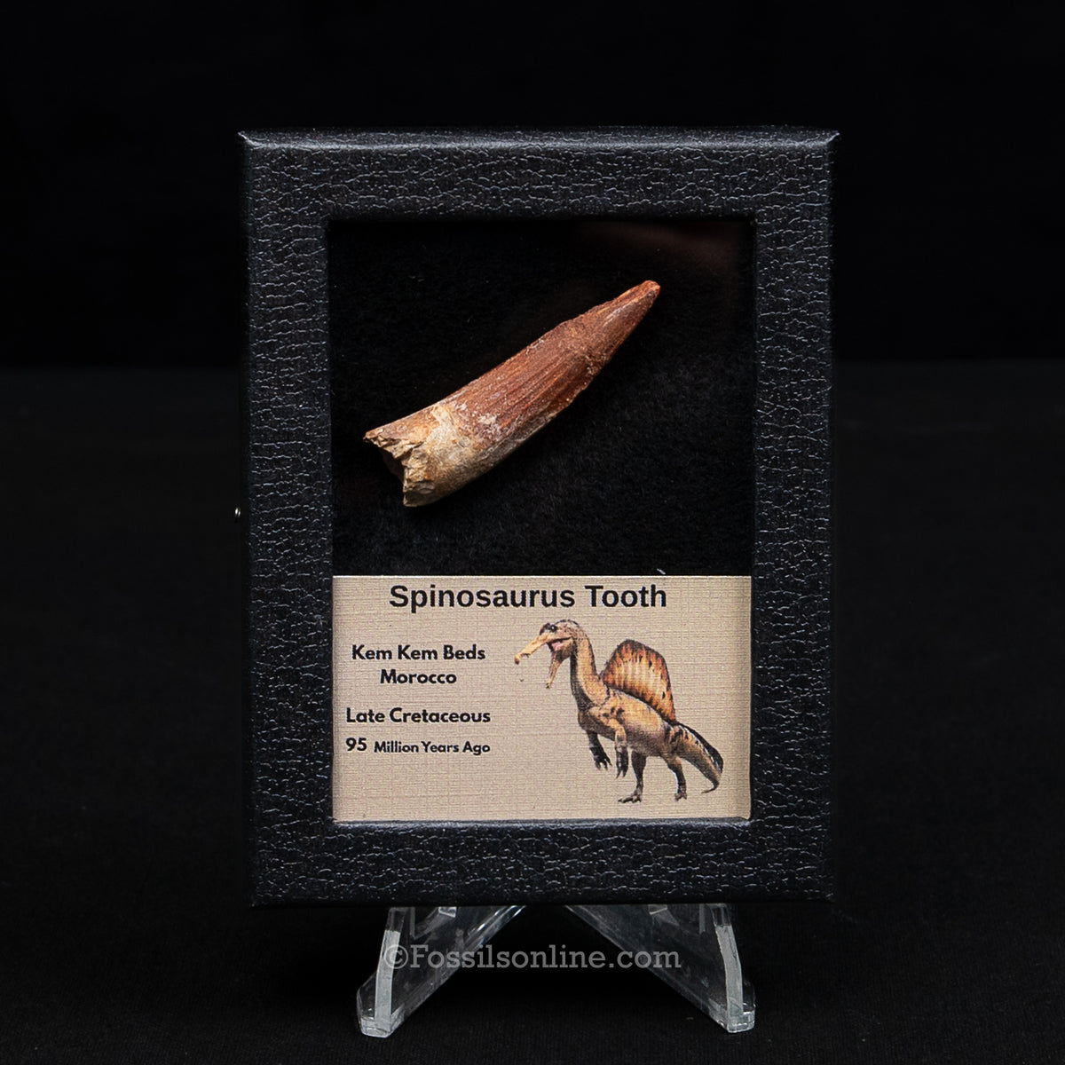 Spinosaurus Dinosaur Tooth Sm Case