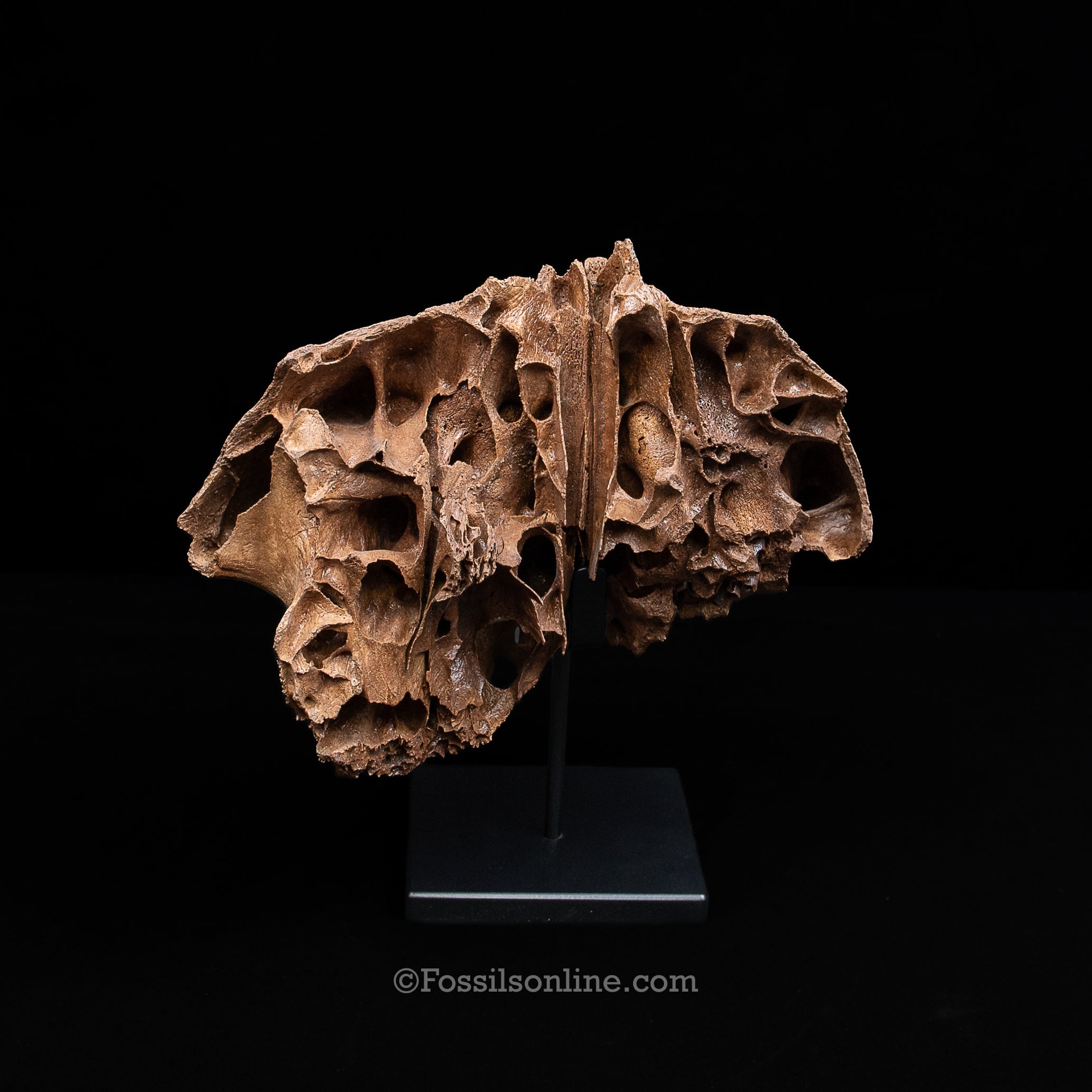 Juvenile Woolly Mammoth Maxilla on Display Stand