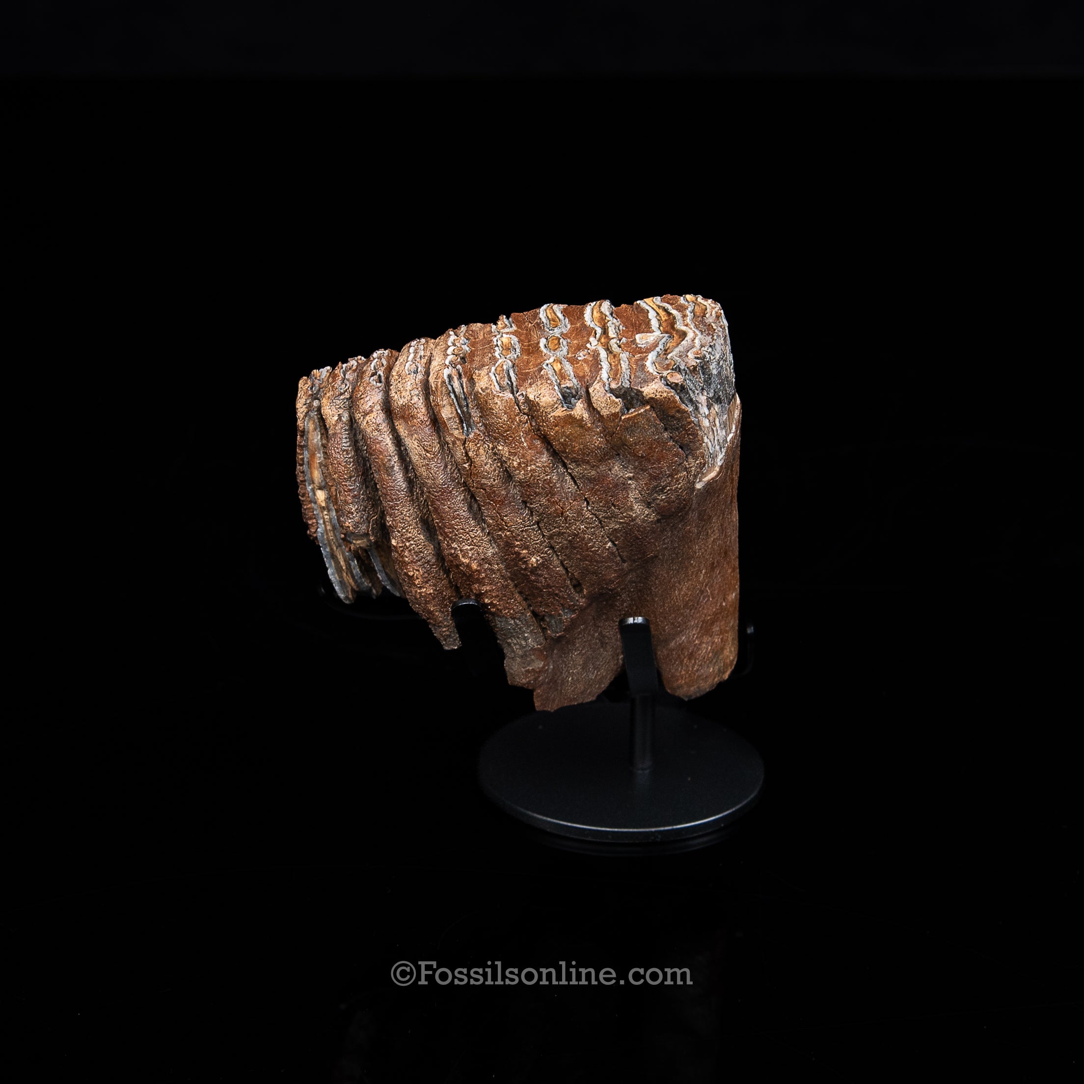 Juvenile Woolly Mammoth Tooth on Display Stand