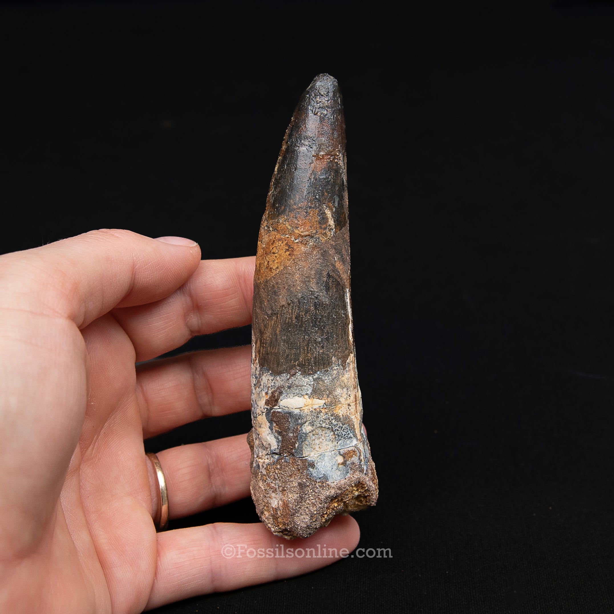 XL Spinosaurus Dinosaur Tooth Lg Case